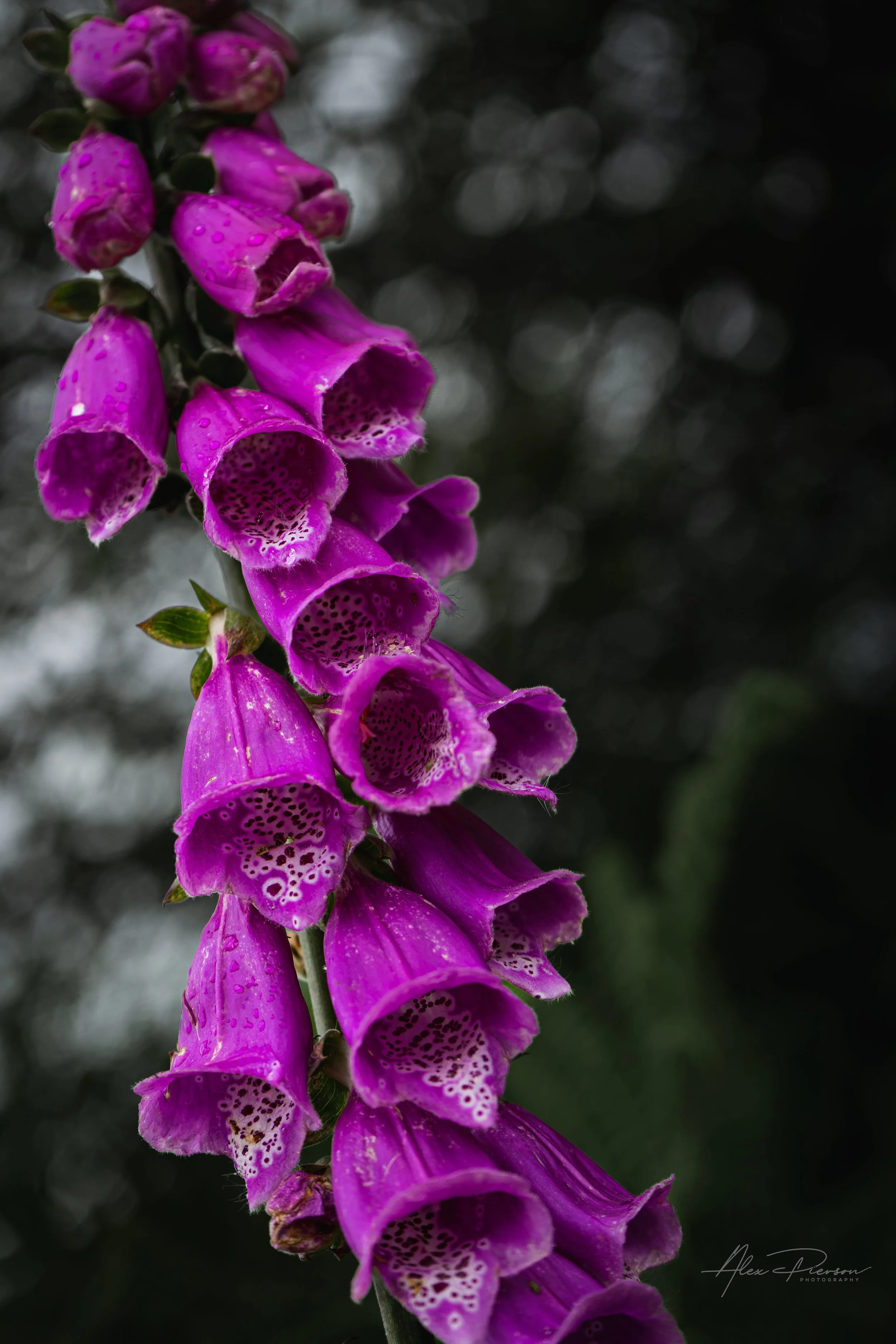 Close-up portrait of vibrant purple wild foxglove flowers covered in morning dew and rain droplets – Pacific Northwest botanical and nature photography.