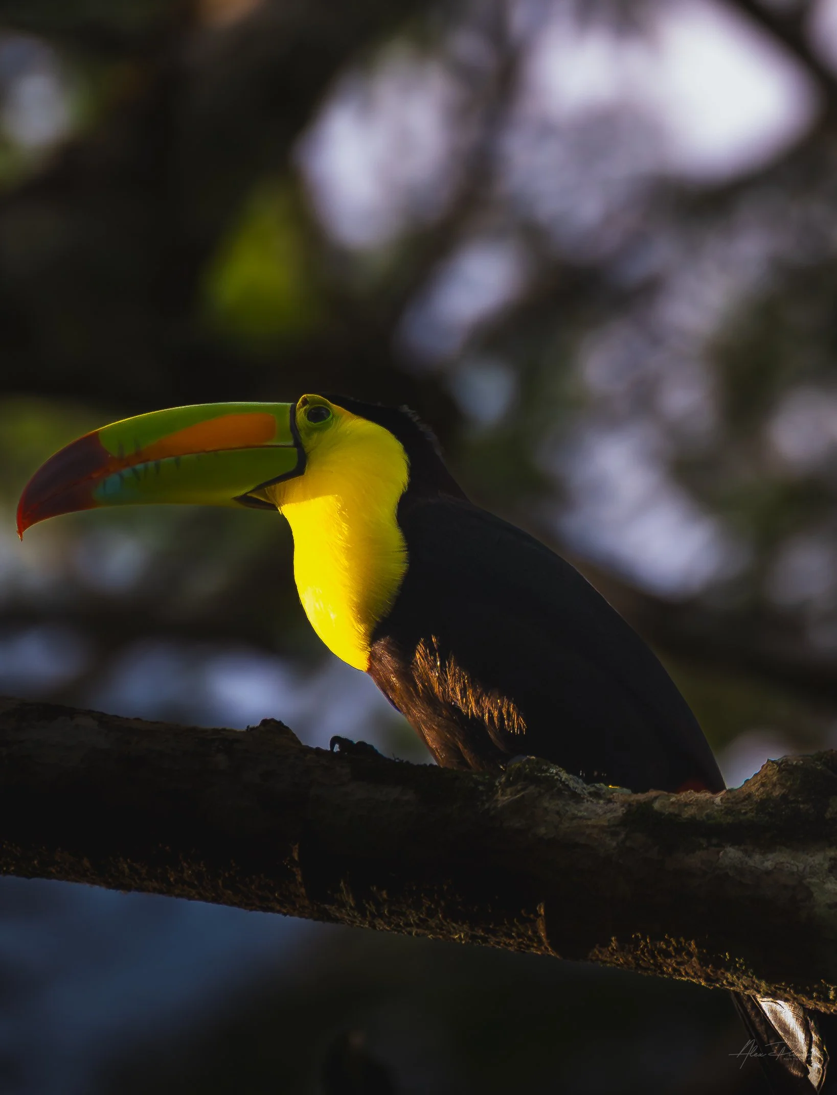 Keel-Billed Tucan In Belize