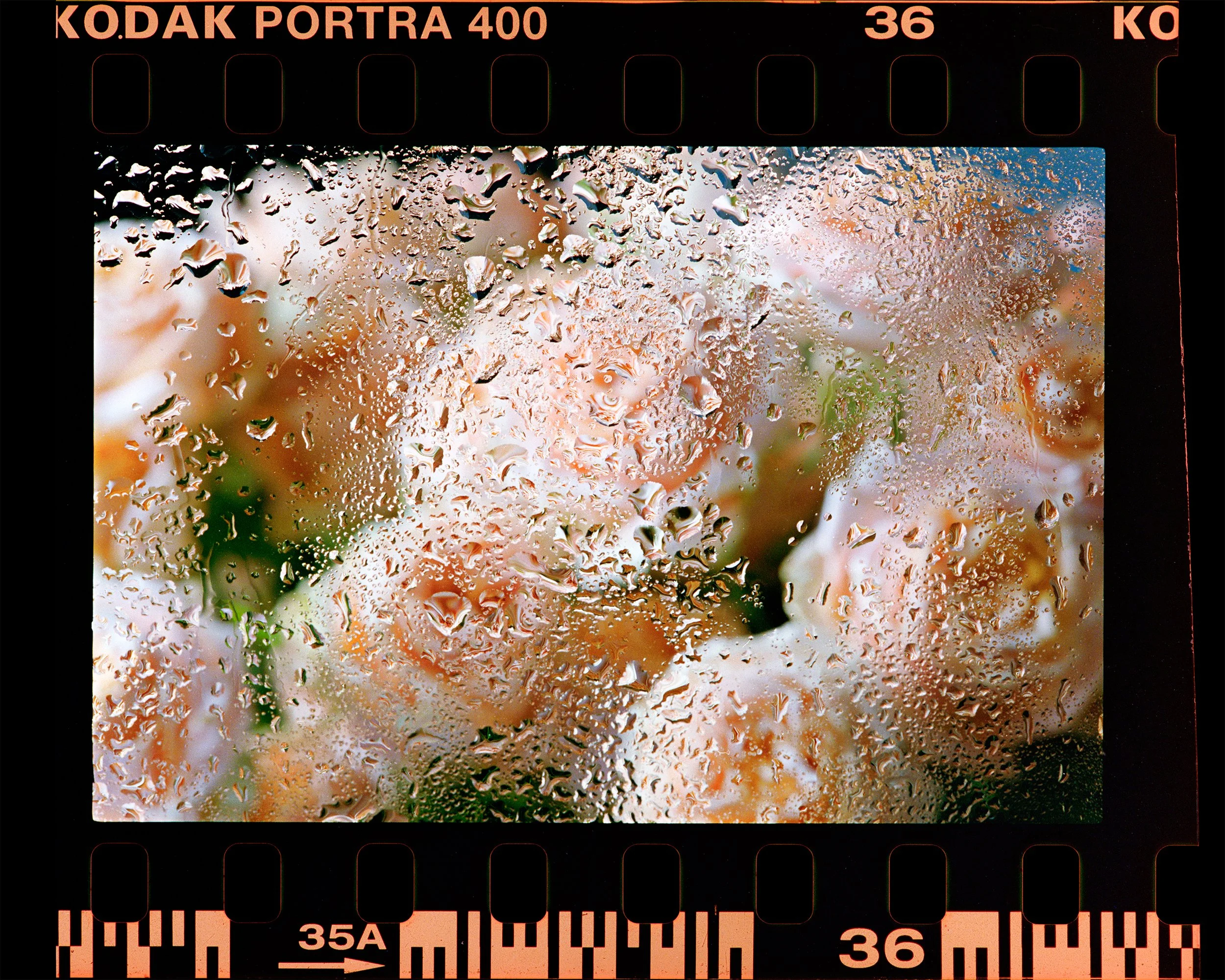 A Rose Through Wetted Glass — Kodak Portra 400