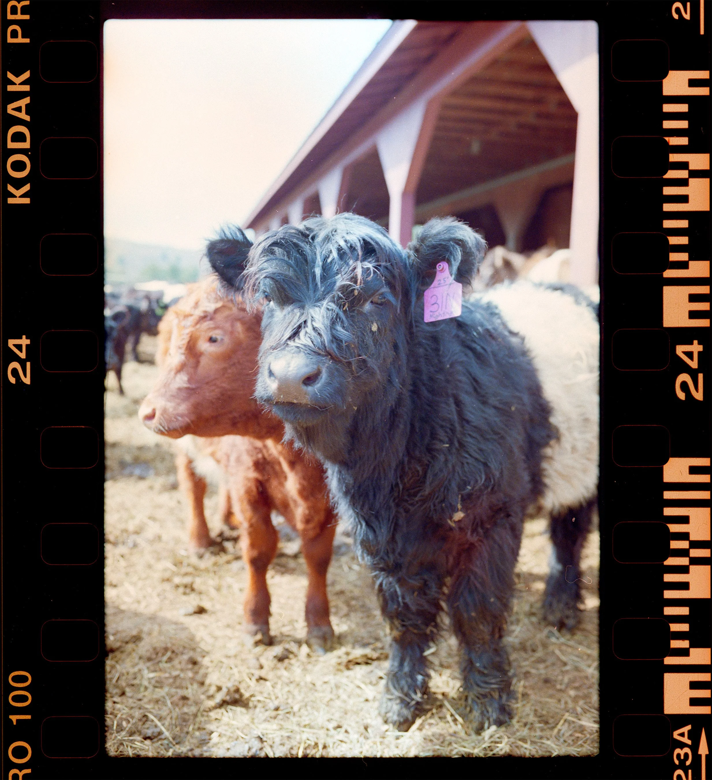 Number 31 on Frame 24 — Kodak ProImage 100