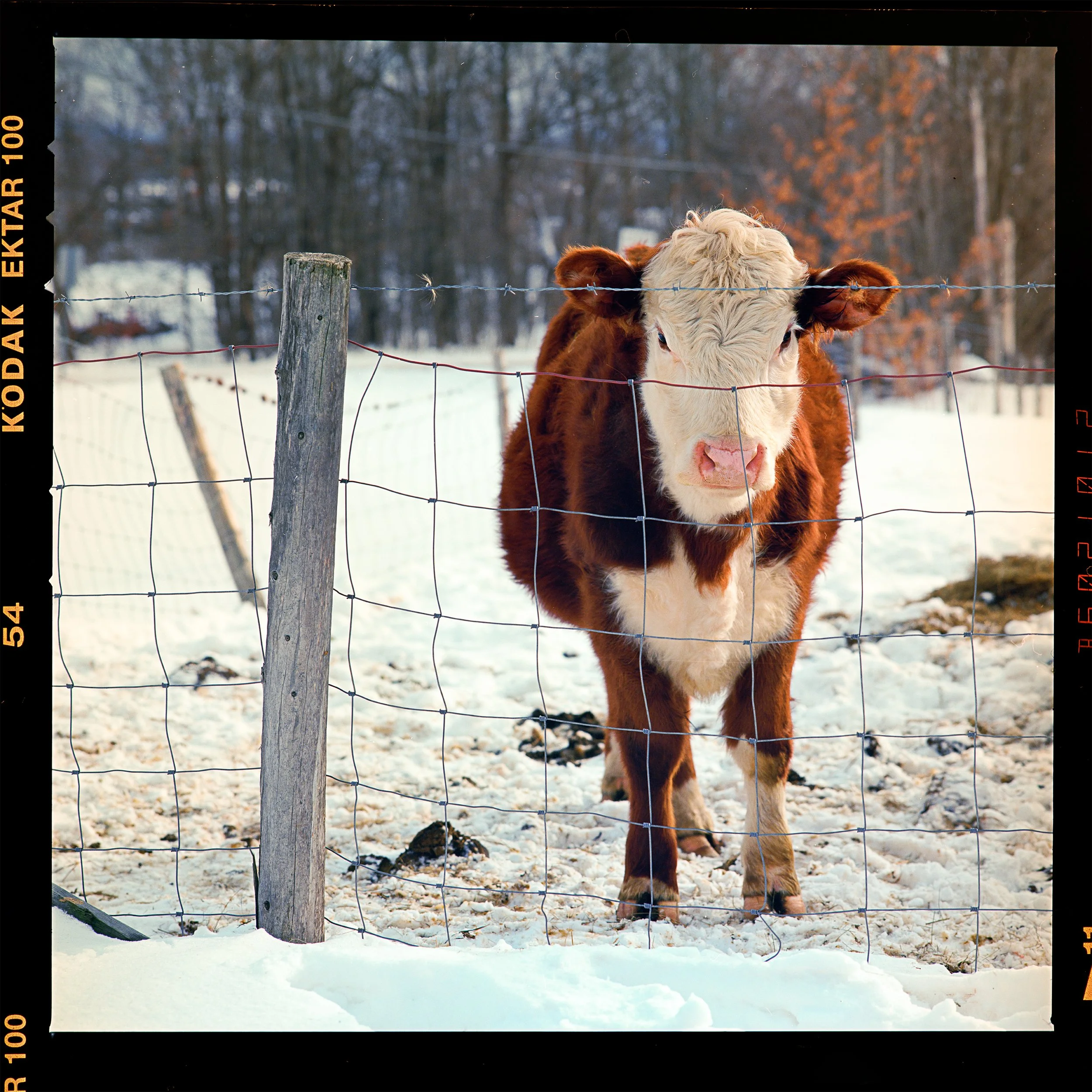 Beauty and Grace — Kodak Ektar 100