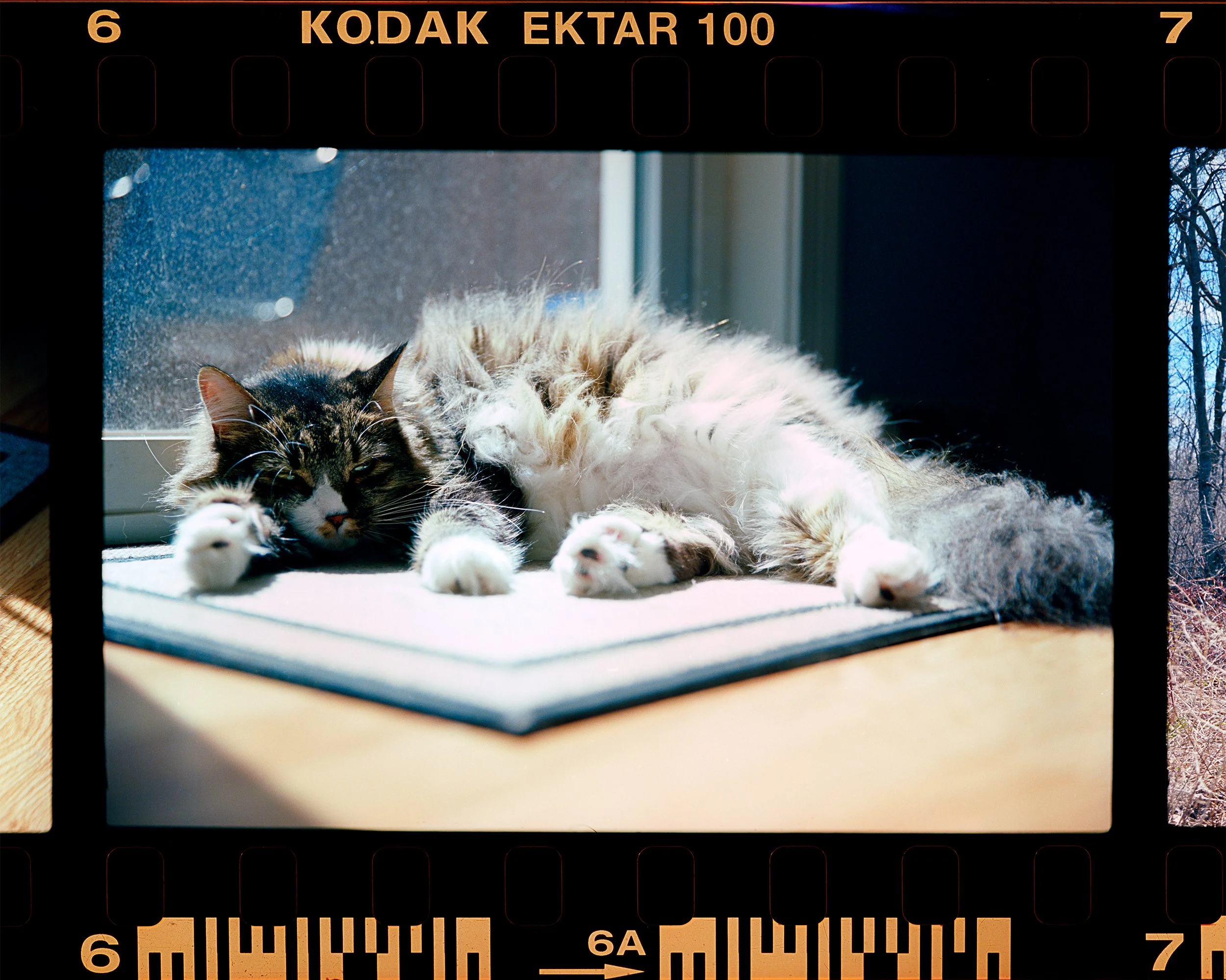 The Fluff — Kodak Ektar 100