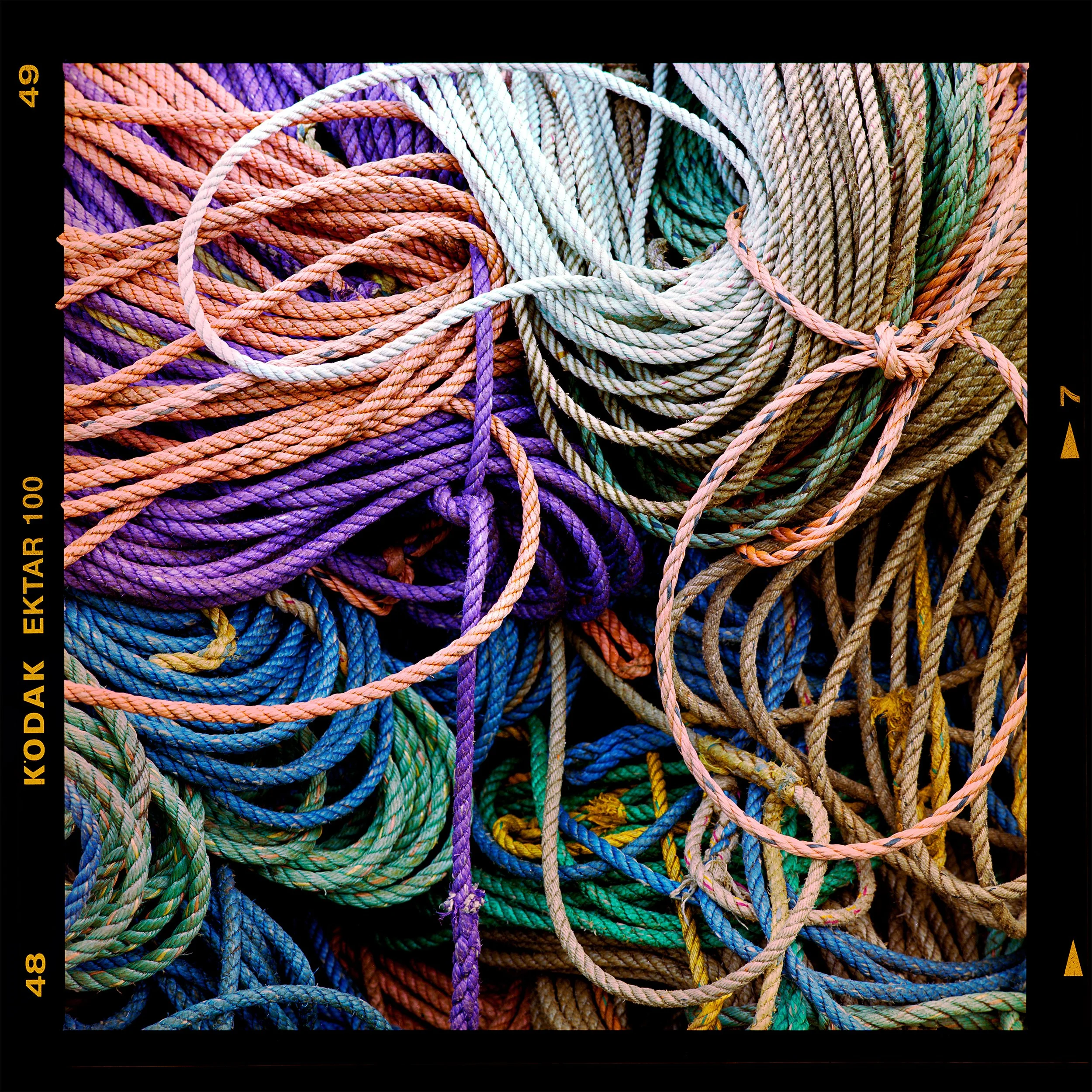 Maine, Tangled — Kodak Ektar 100