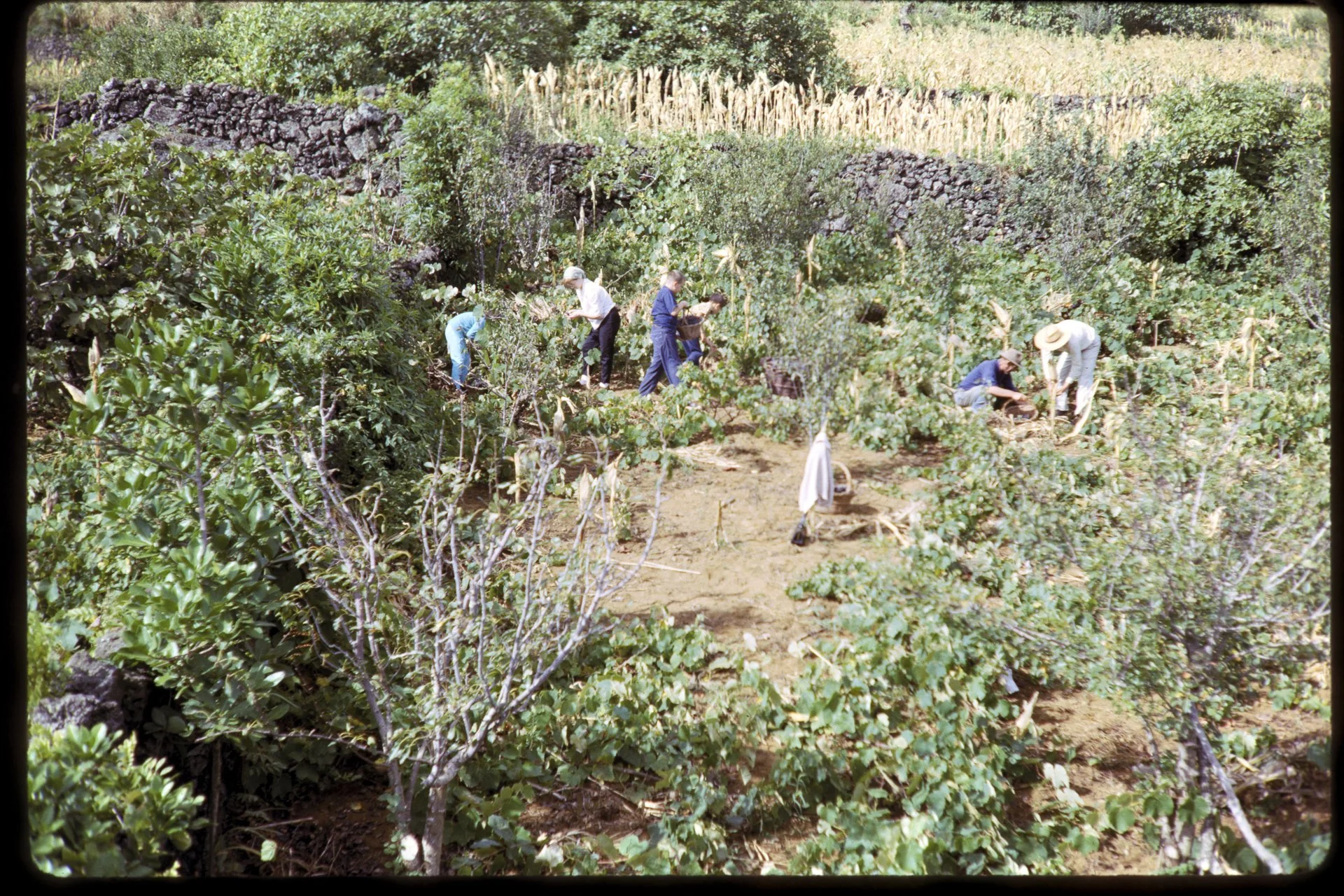 DA_Slide_02-0050.jpg