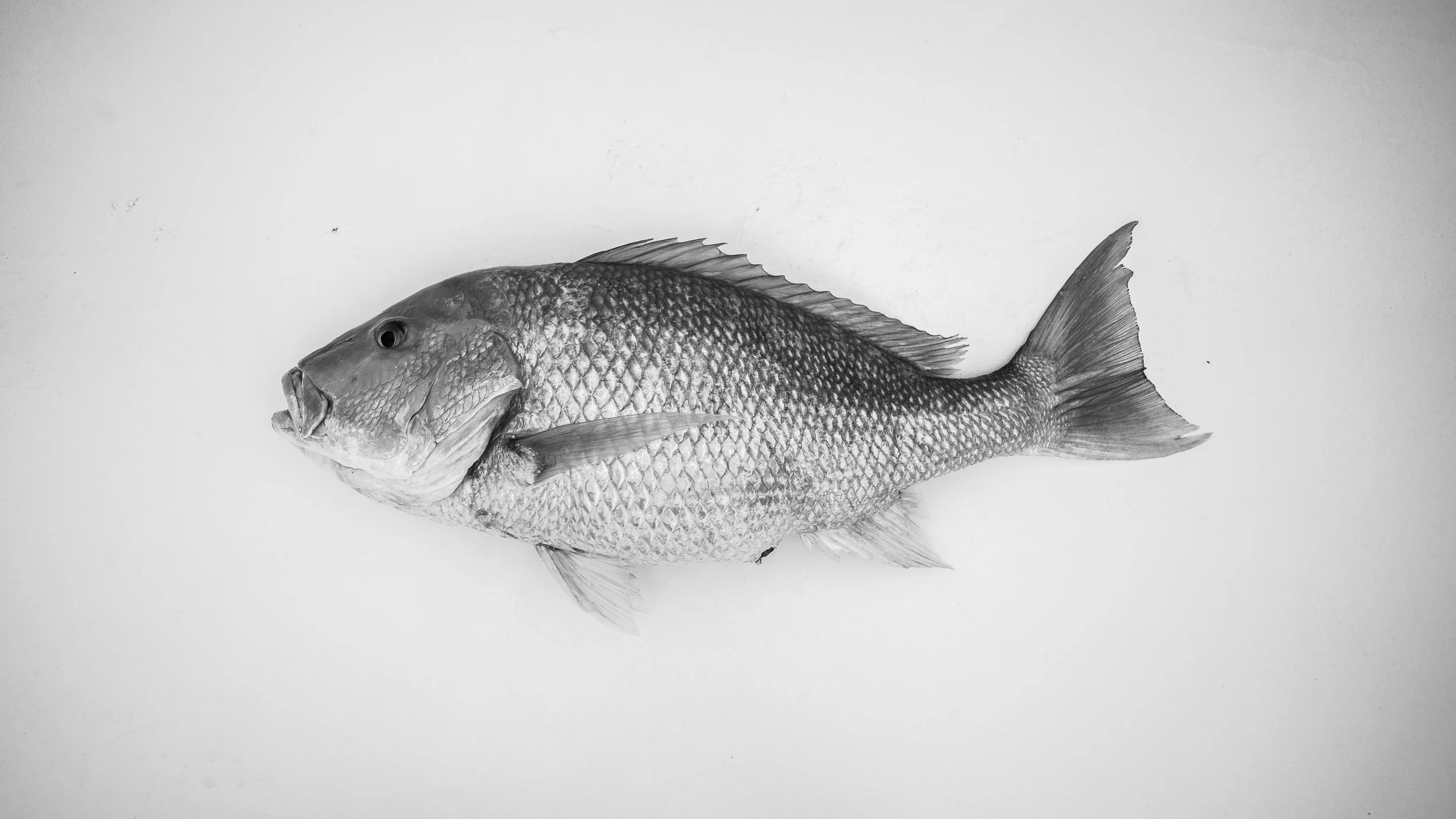 _DSC9339.jpeg