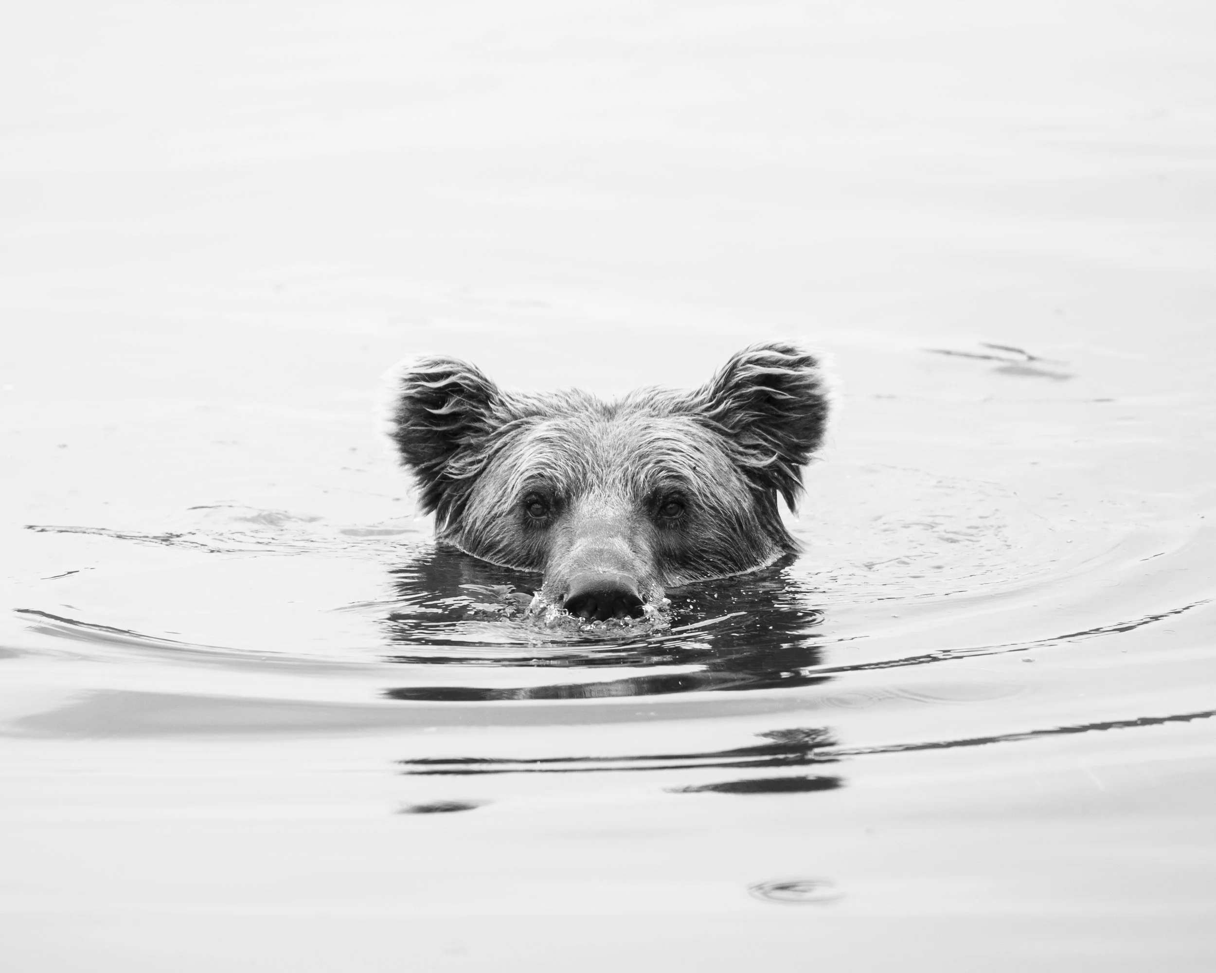 _DSC7831.jpeg