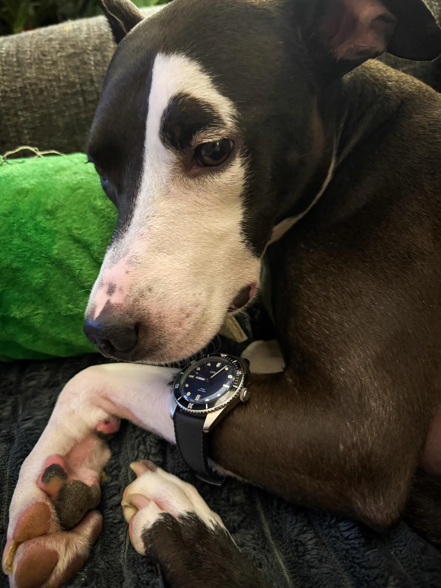 @phantom_of_the_pupra is sharing some wrist time with the @oris Diver 65. She wanted to participate in the #OrisWanderingWatchProject too! And who am I to deny her? Plus, I think she rocks it harder than I do&hellip;especially while she&rsquo;s carry