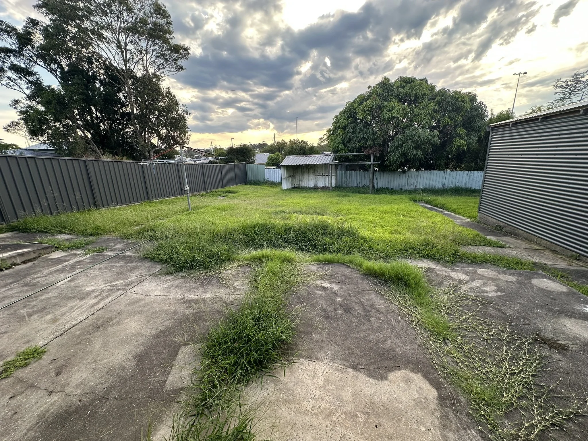 Lawn Tidy Up Jesmond Before.JPEG
