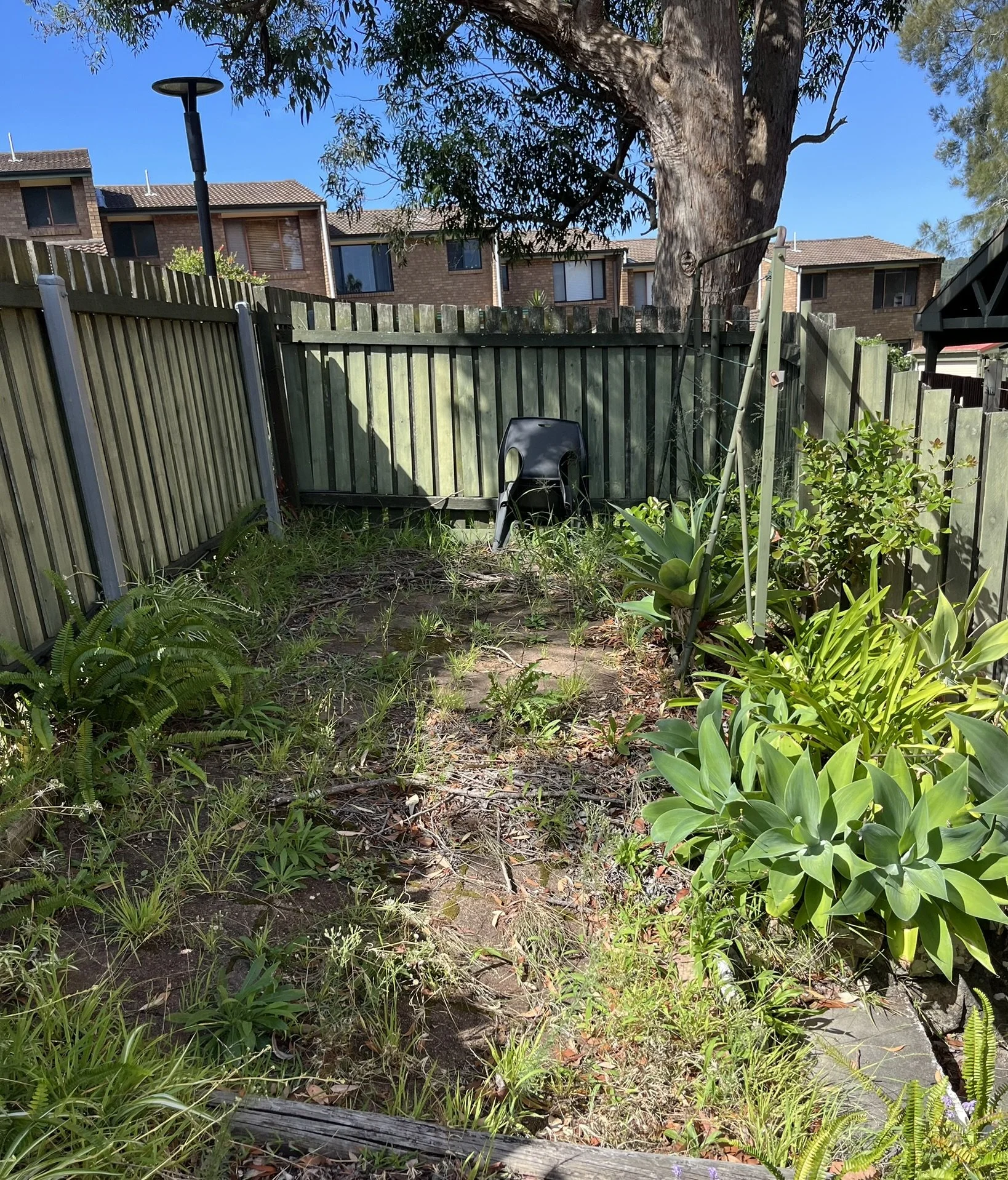 Garden Tidy Up Adamstown Heights.JPEG