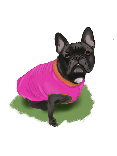 Pet Portrait Gallery