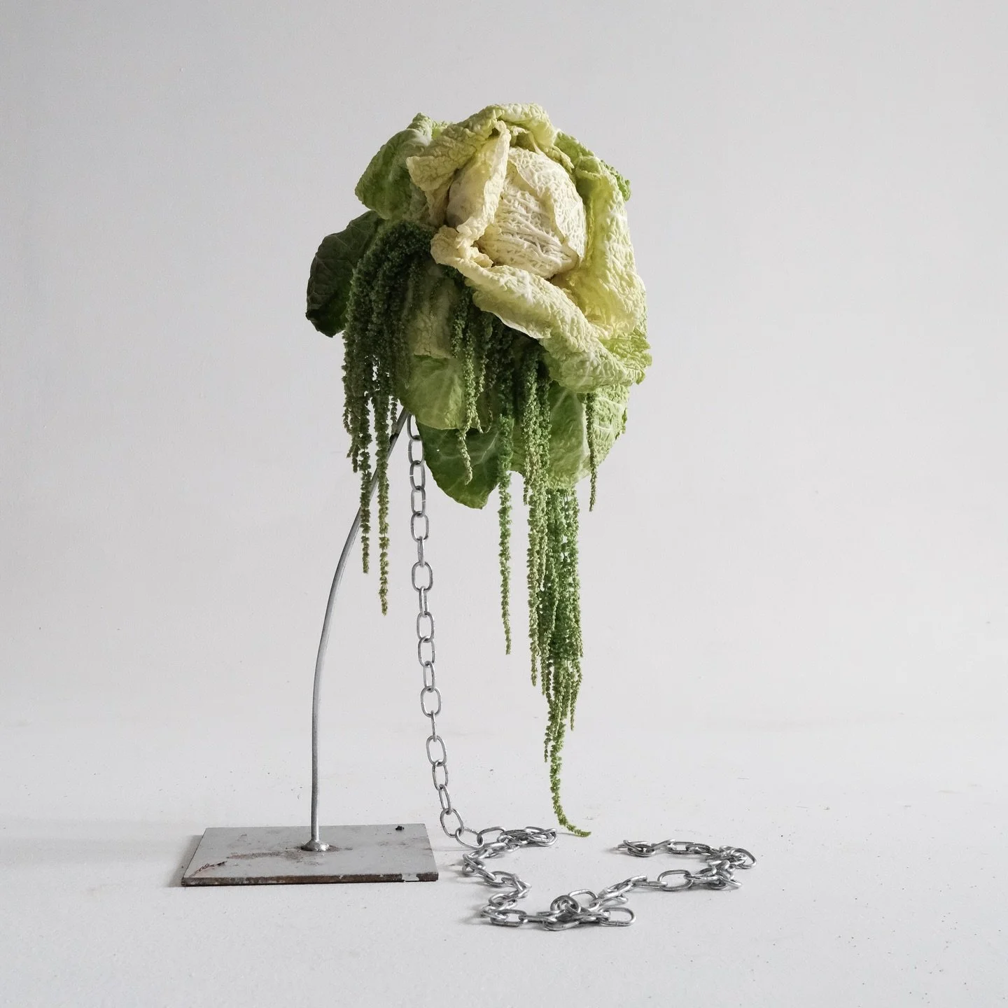Year of the cabbage 🥬✨
Pairing brassica with blooms, metals, and fungi :

Savoy cabbage x Amaranthus x chain
Chinese cabbage
Red cabbage x Clematis
Red cabbage x fungus x Geum
Radicchio x Anthurium
Pak choi x Gladiolus
Chinese cabbage x Papaver