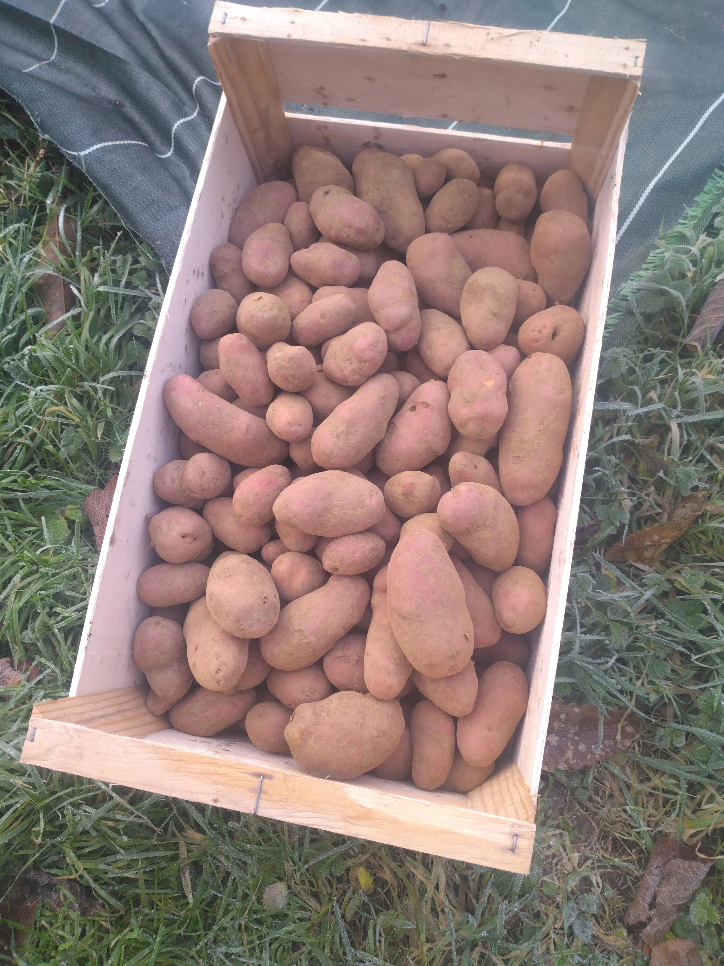pomme de terre Jeanette (100gr)