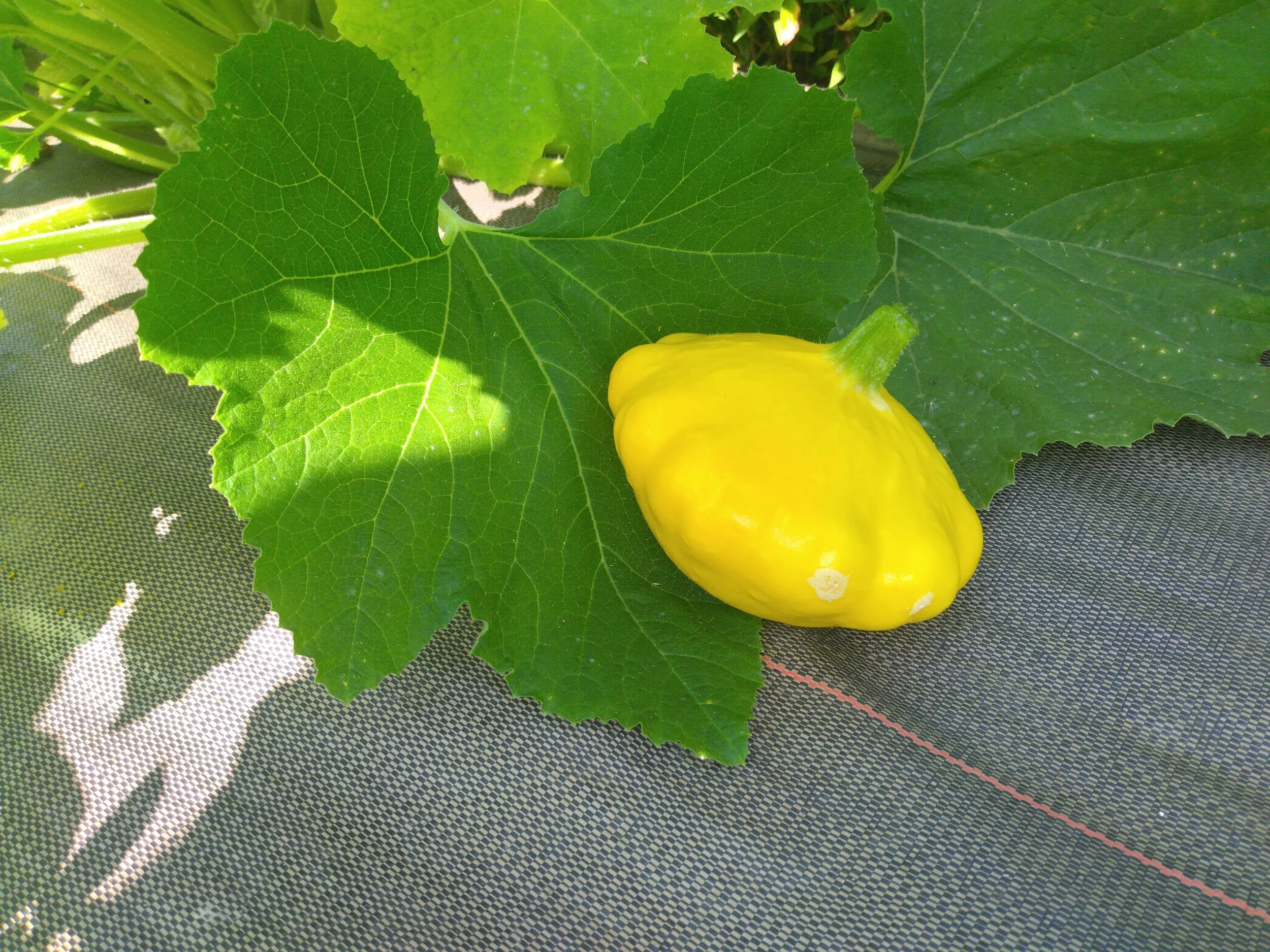 Patisson Jaune (Pour 200gr) 4€/KG