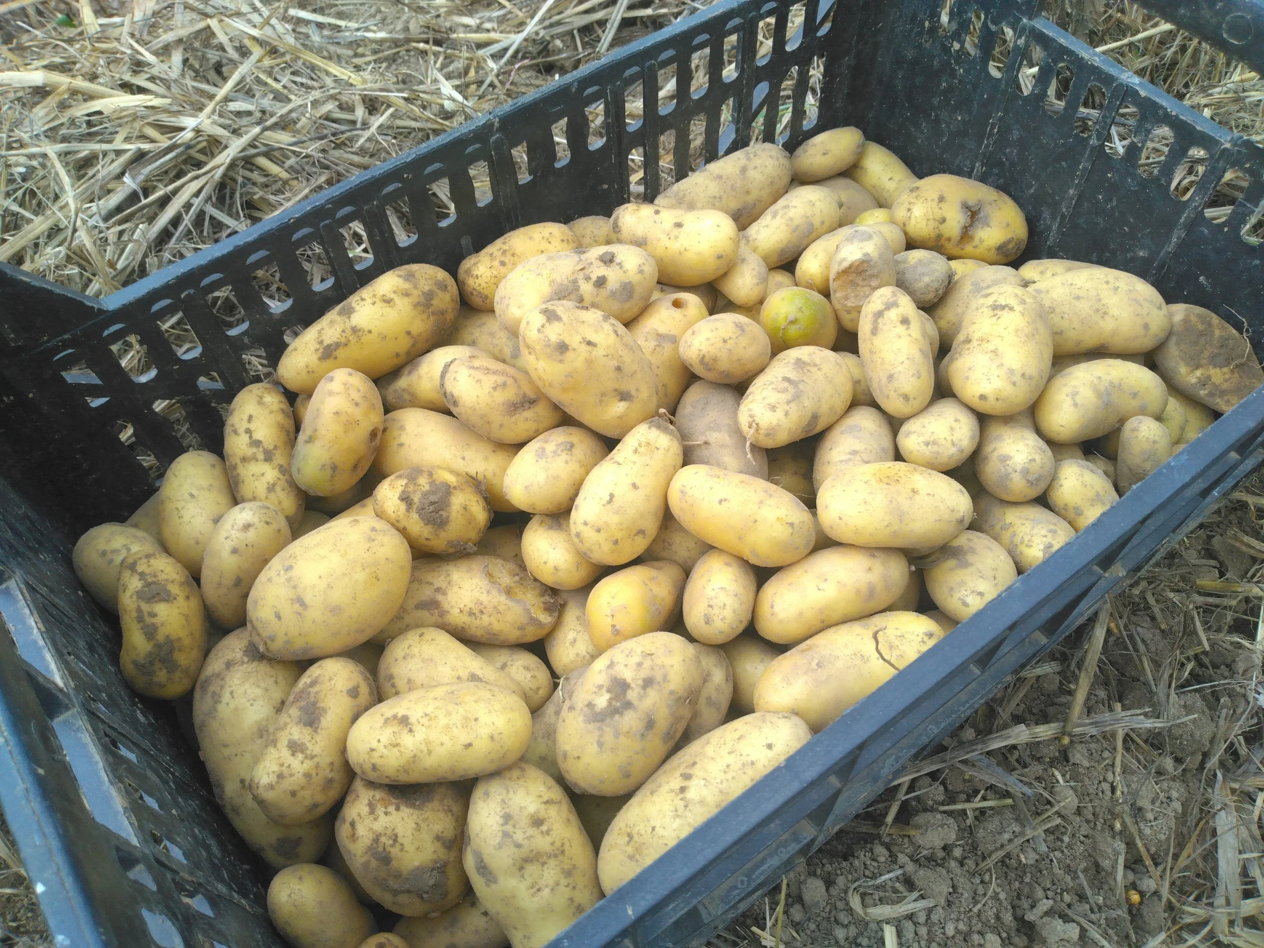 pomme de terre Vita Bella