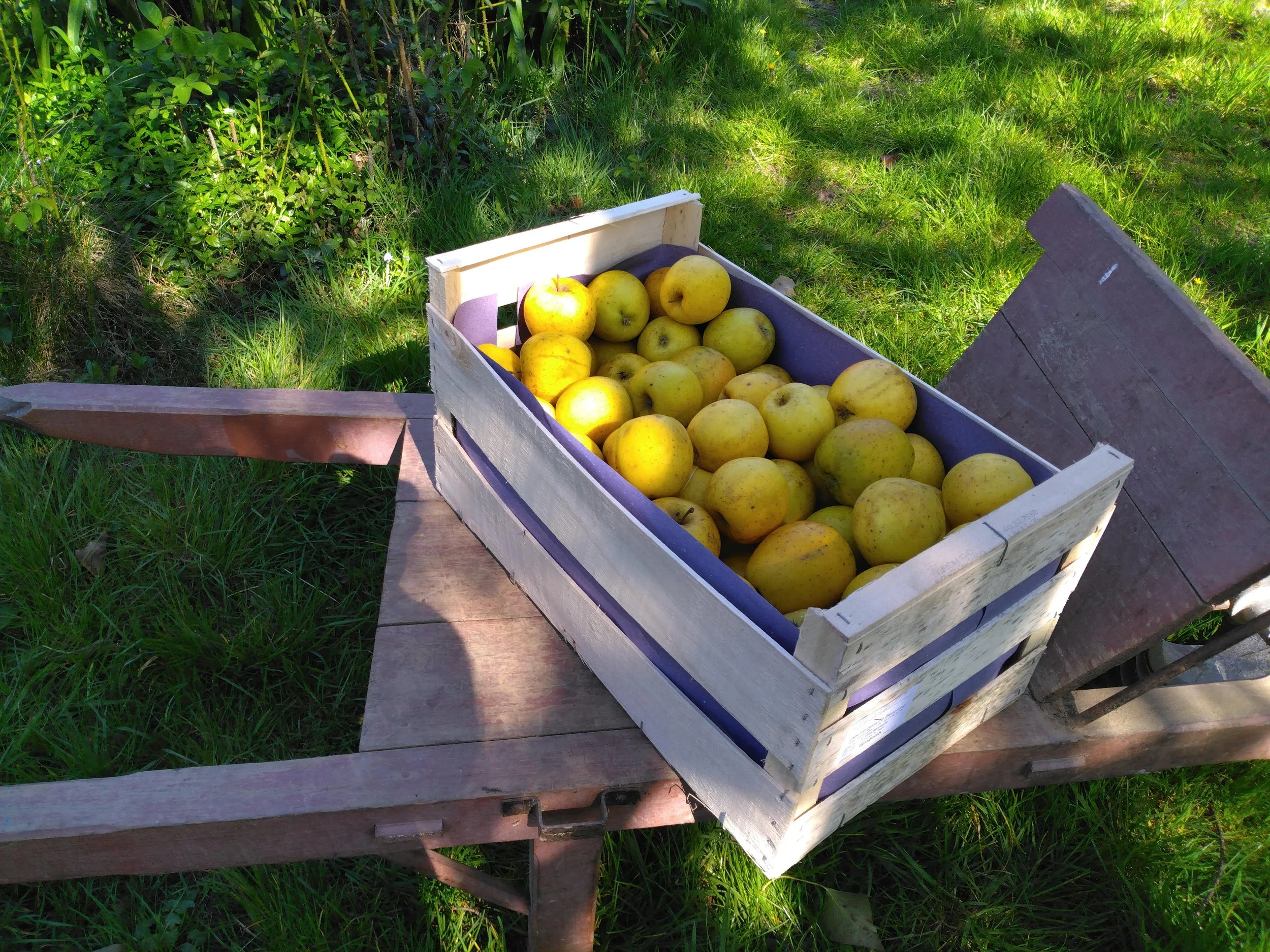 Pommes Goldrush (Pour 500 gr)