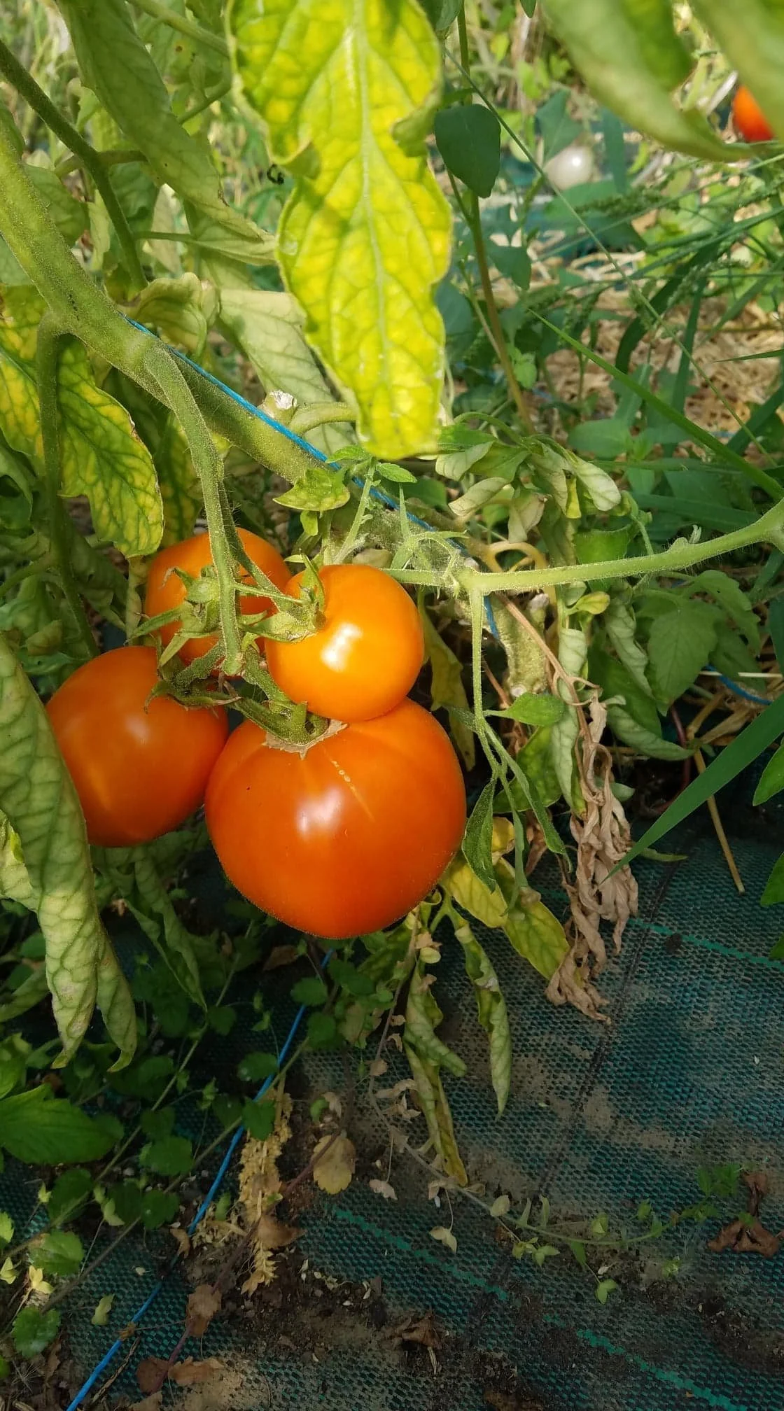 confitures de tomates