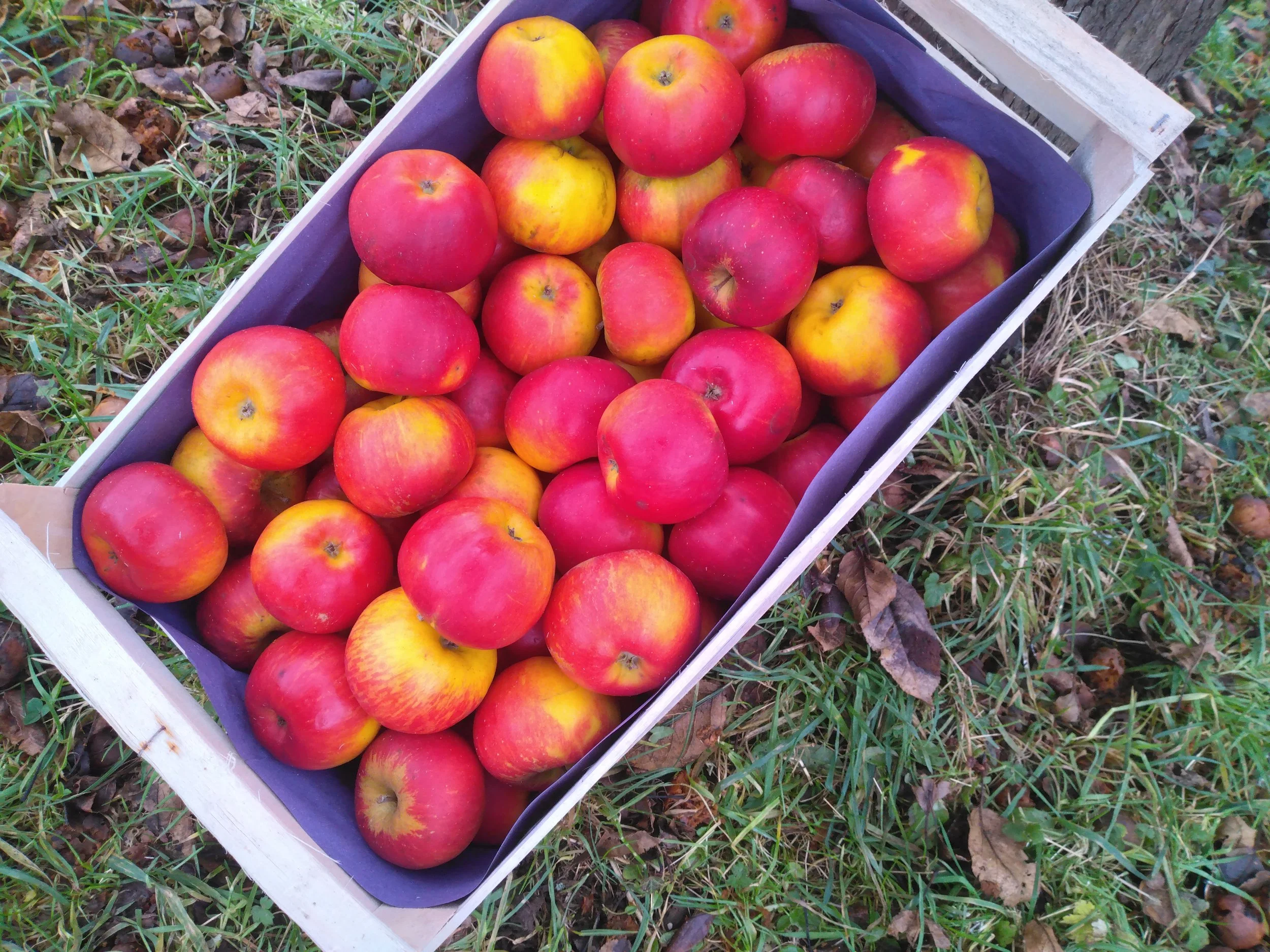 Pommes Topaze (Pour 500 gr)