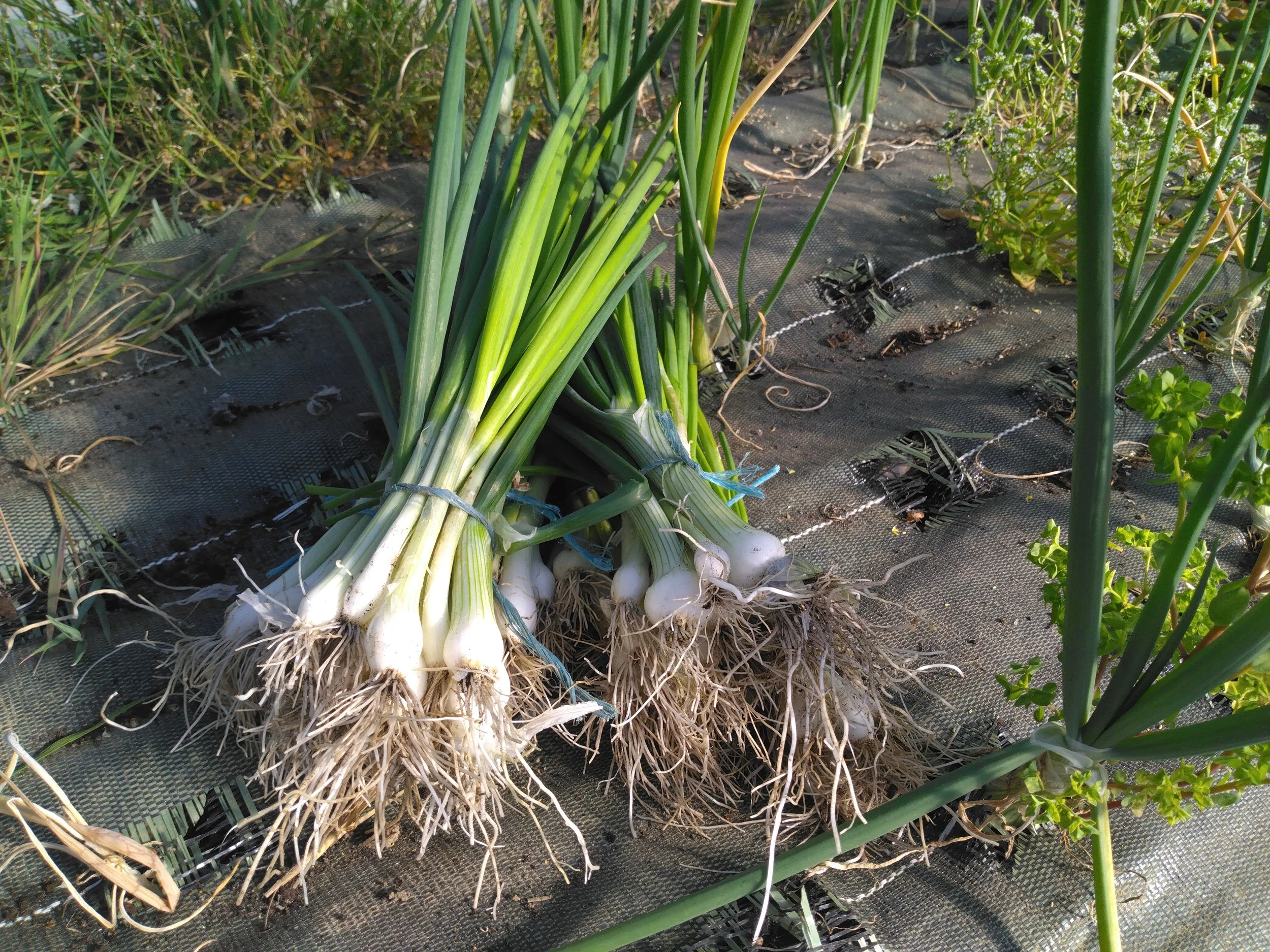 Oignon Rouge nouveau en botte (façon ciboule)