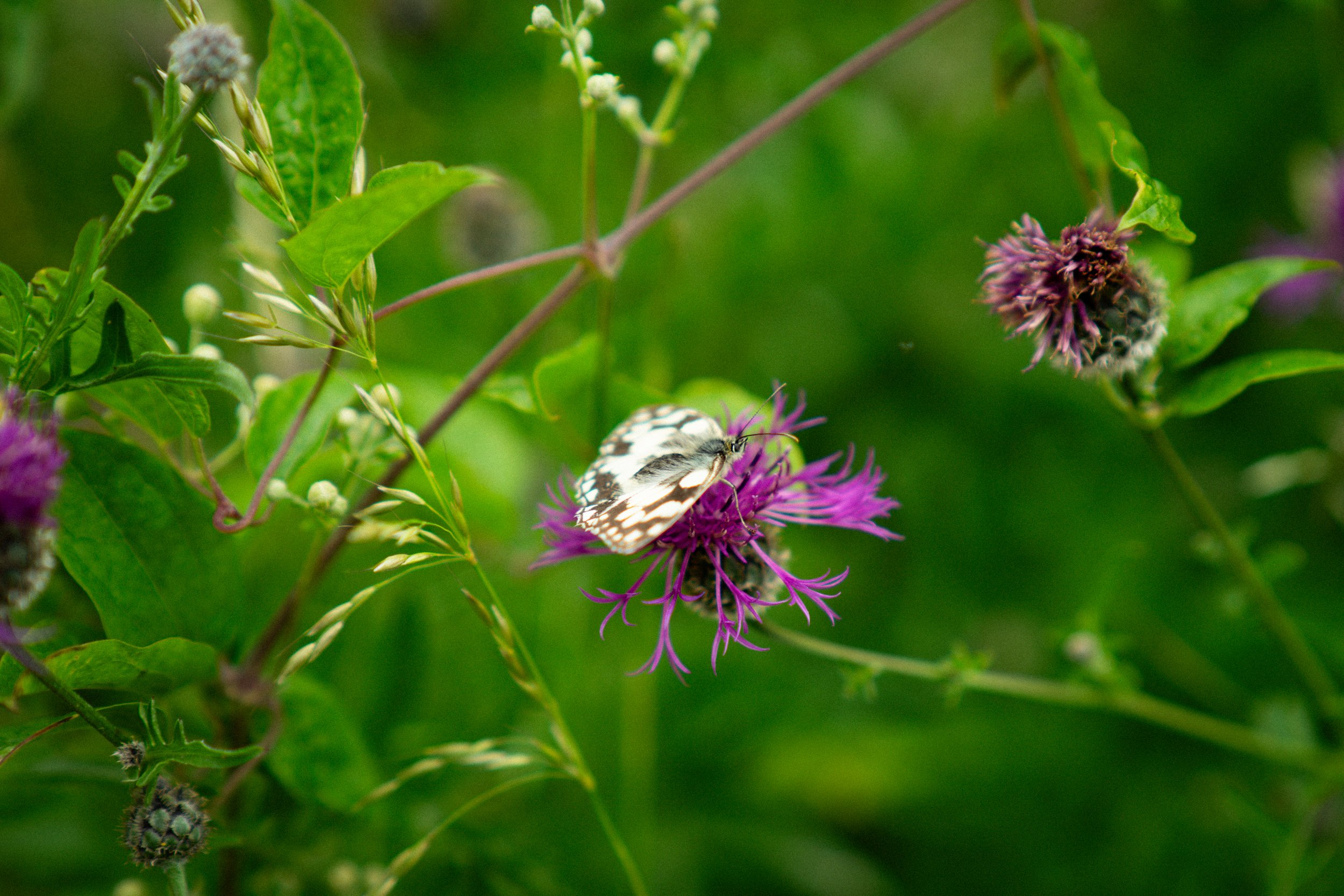 DSC03054.jpg