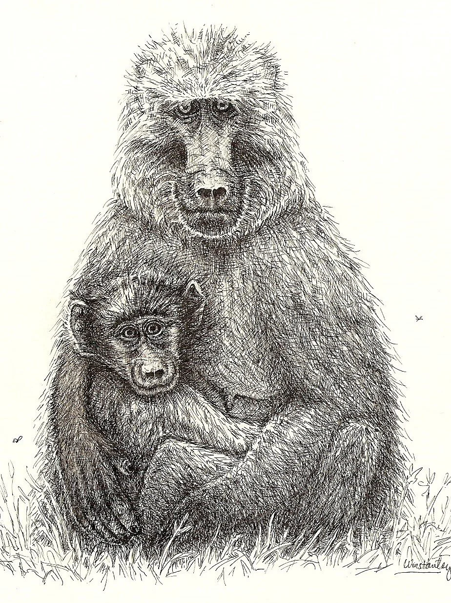 'BABOON MOTHER' (pen and ink)