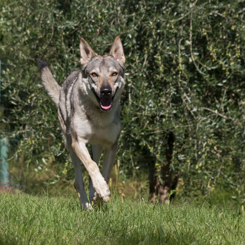 Cane Lupo cecoslovacco Athanor Lupus