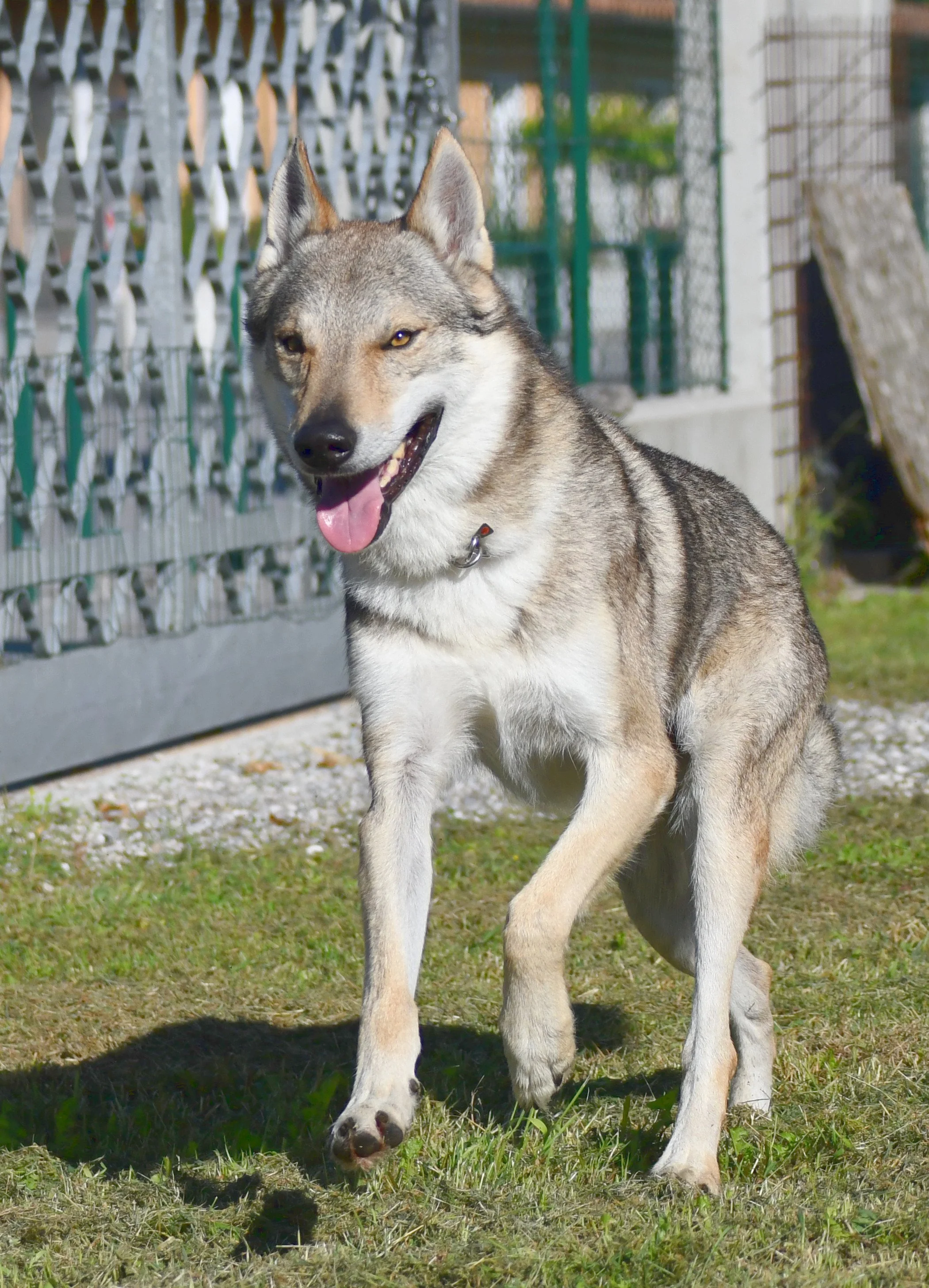 Cane lupo grigio cammina su un sentiero autunnale con foglie cadute e piante sullo sfondo.