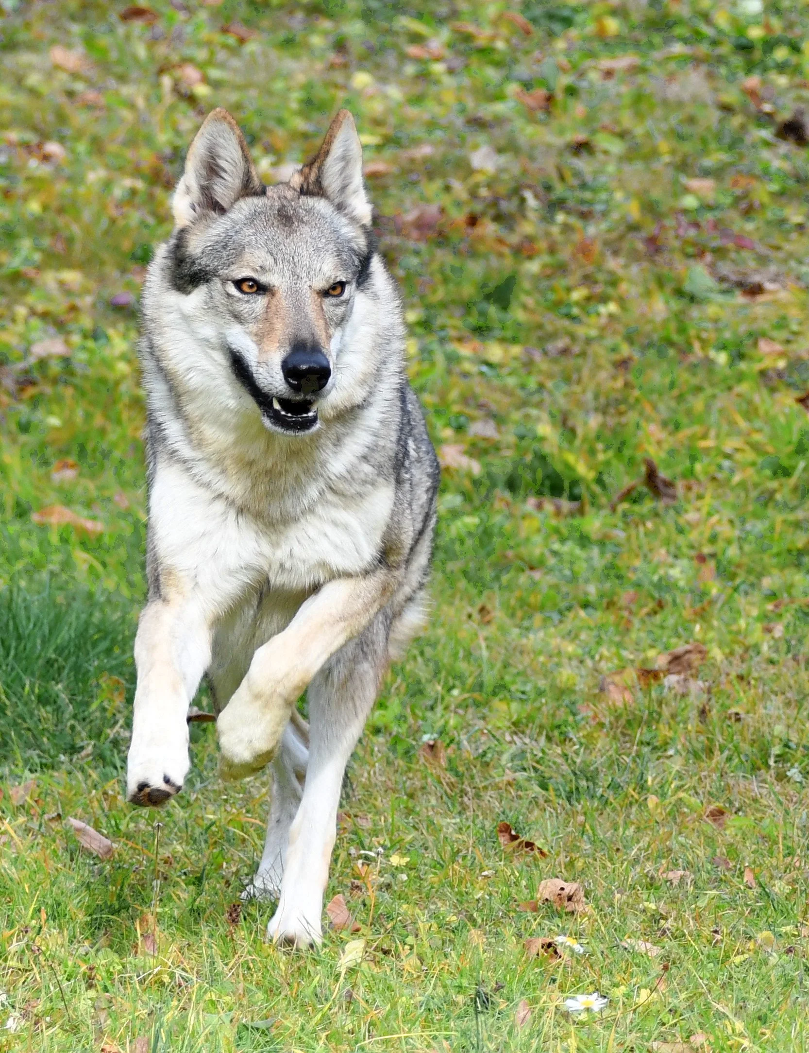 Un animale che sembra un incrocio tra un cane e un lupo, con pelliccia folta e orecchie appuntite, si trova su una strada asfaltata.