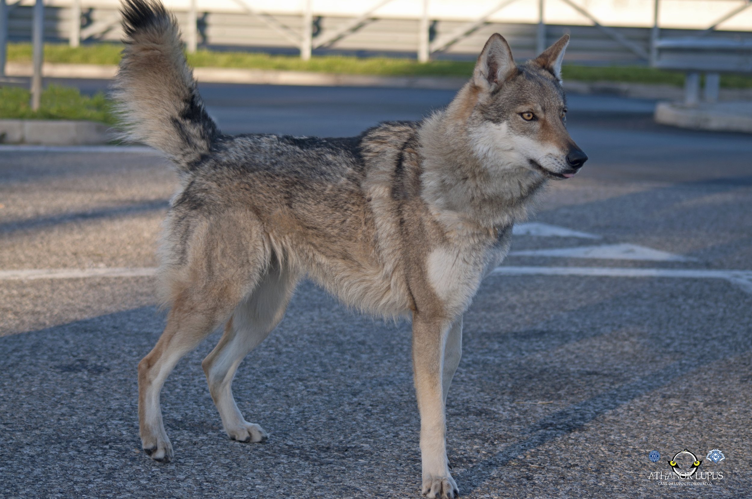 Un animale che sembra un incrocio tra un cane e un lupo, con pelliccia folta e orecchie appuntite, si trova su una strada asfaltata.