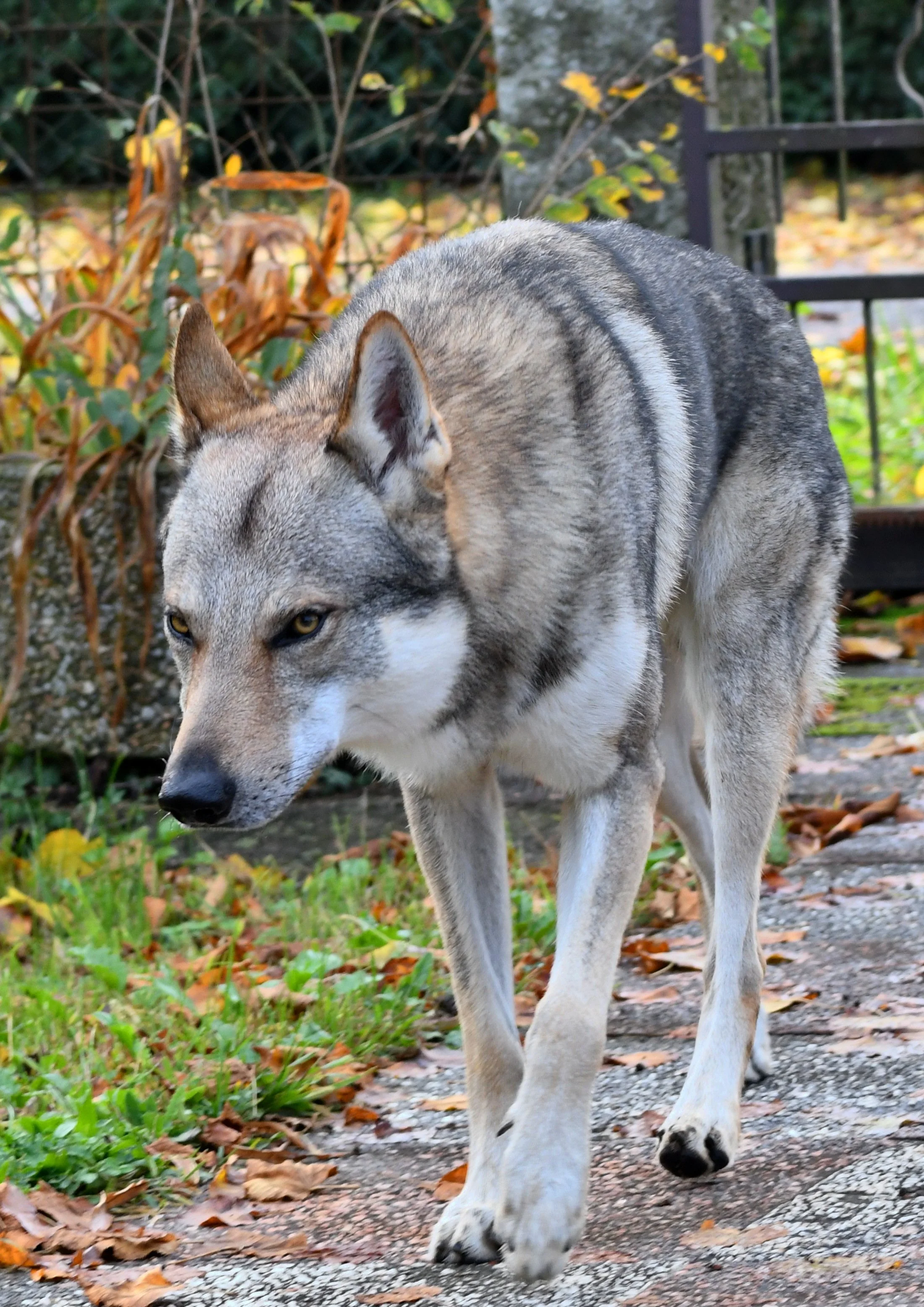 Cane lupo grigio cammina su un sentiero autunnale con foglie cadute e piante sullo sfondo.