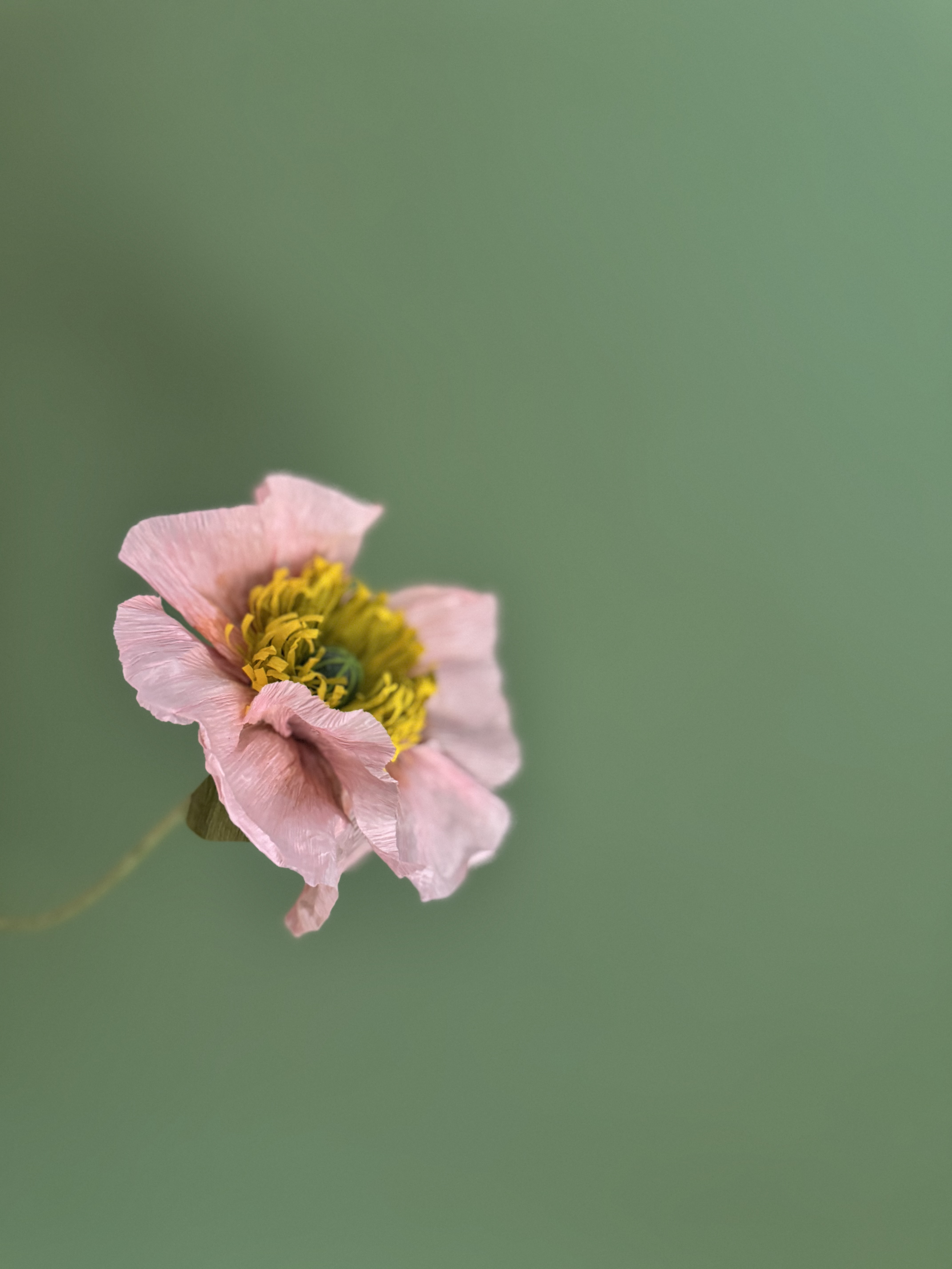 Wednesday Morning - Craft two beautiful Crepe Paper Poppies with&nbsp;Amanda&nbsp;Cox