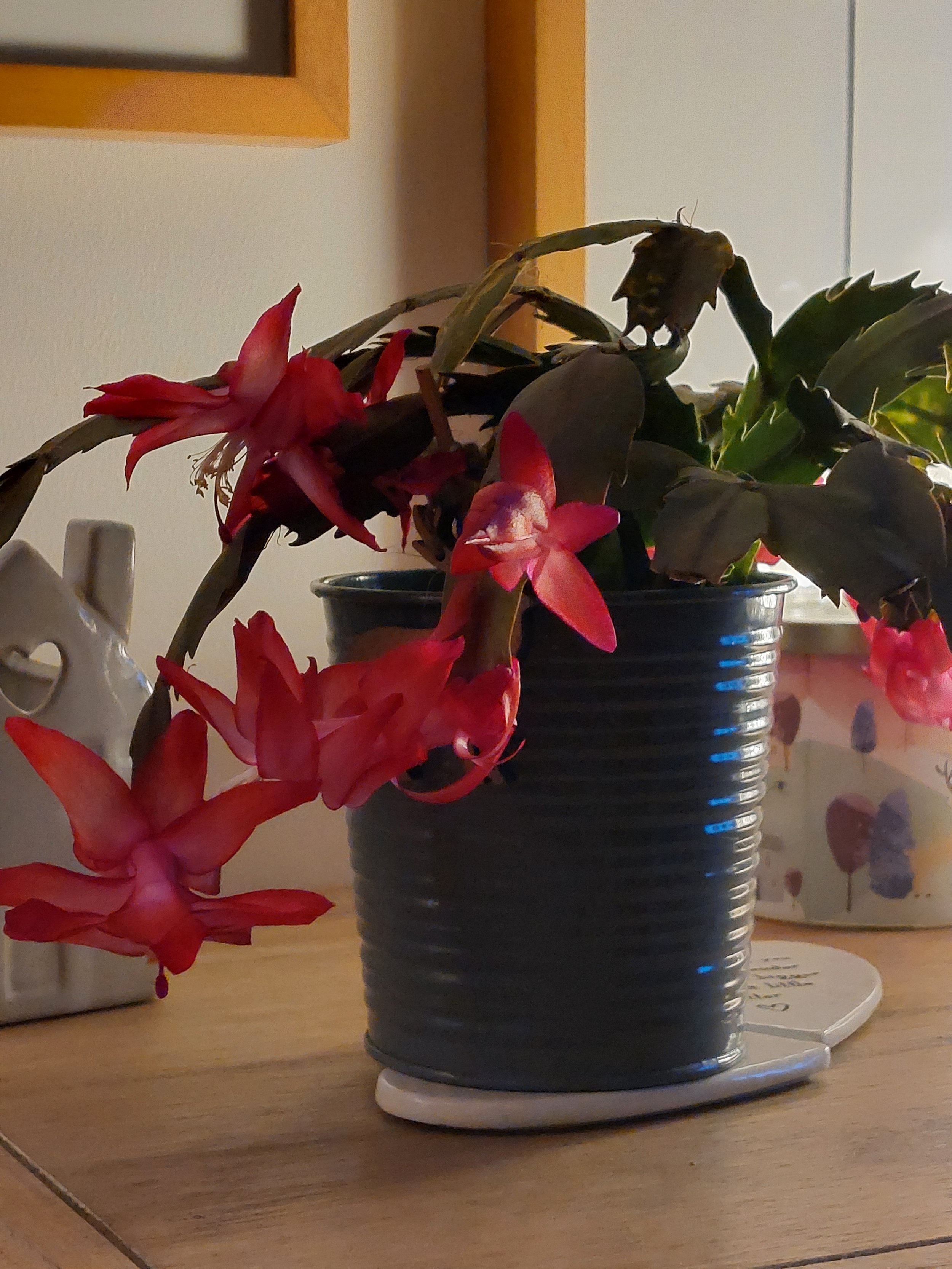🌸 When the Christmas Cactus Blooms