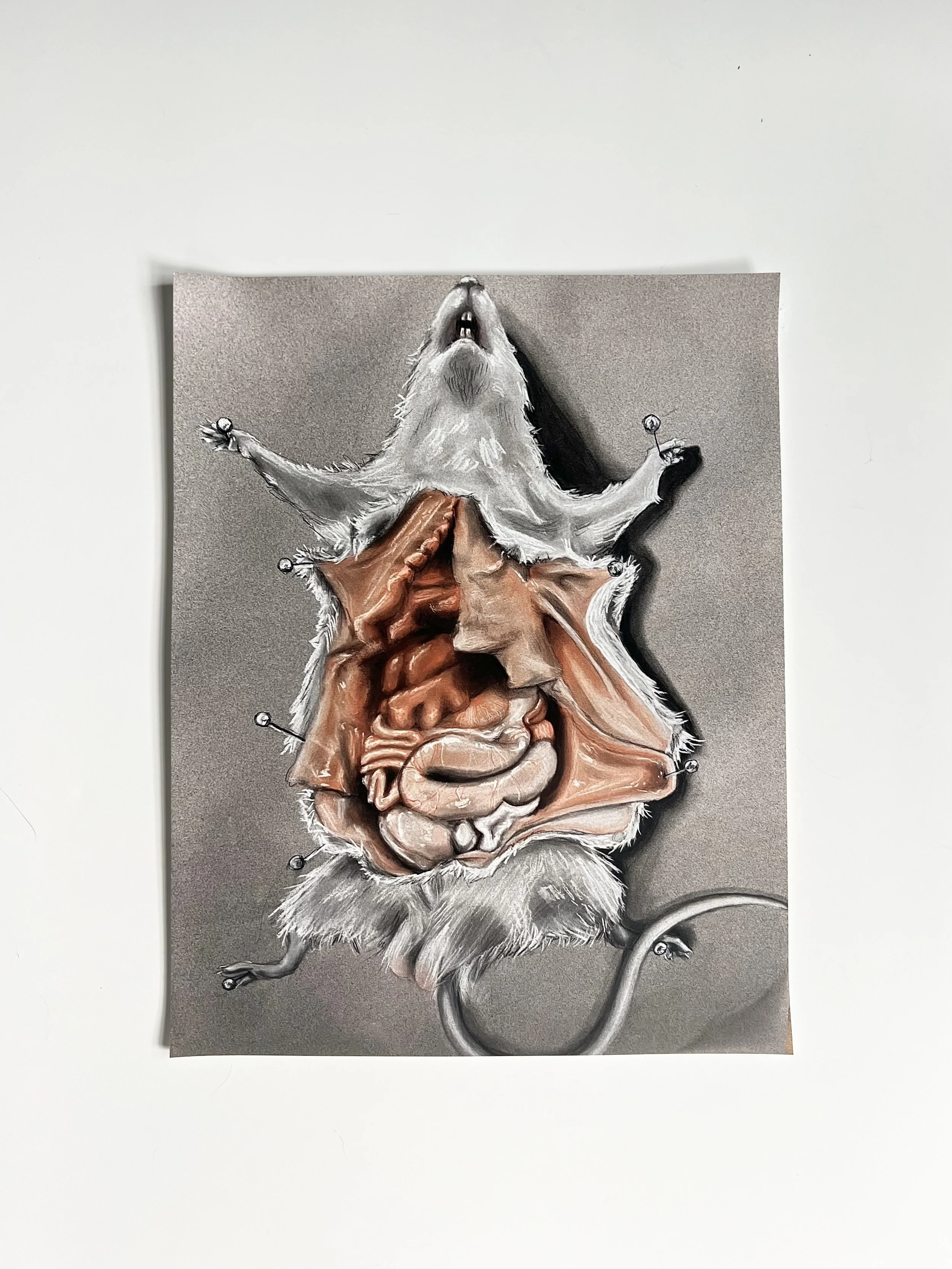 Dissection Print