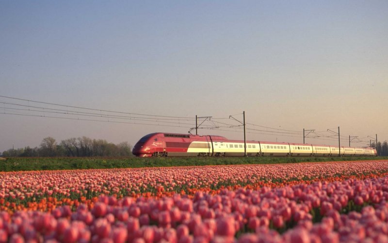 High-speed train moving through a field of pink tulips on a clear day.