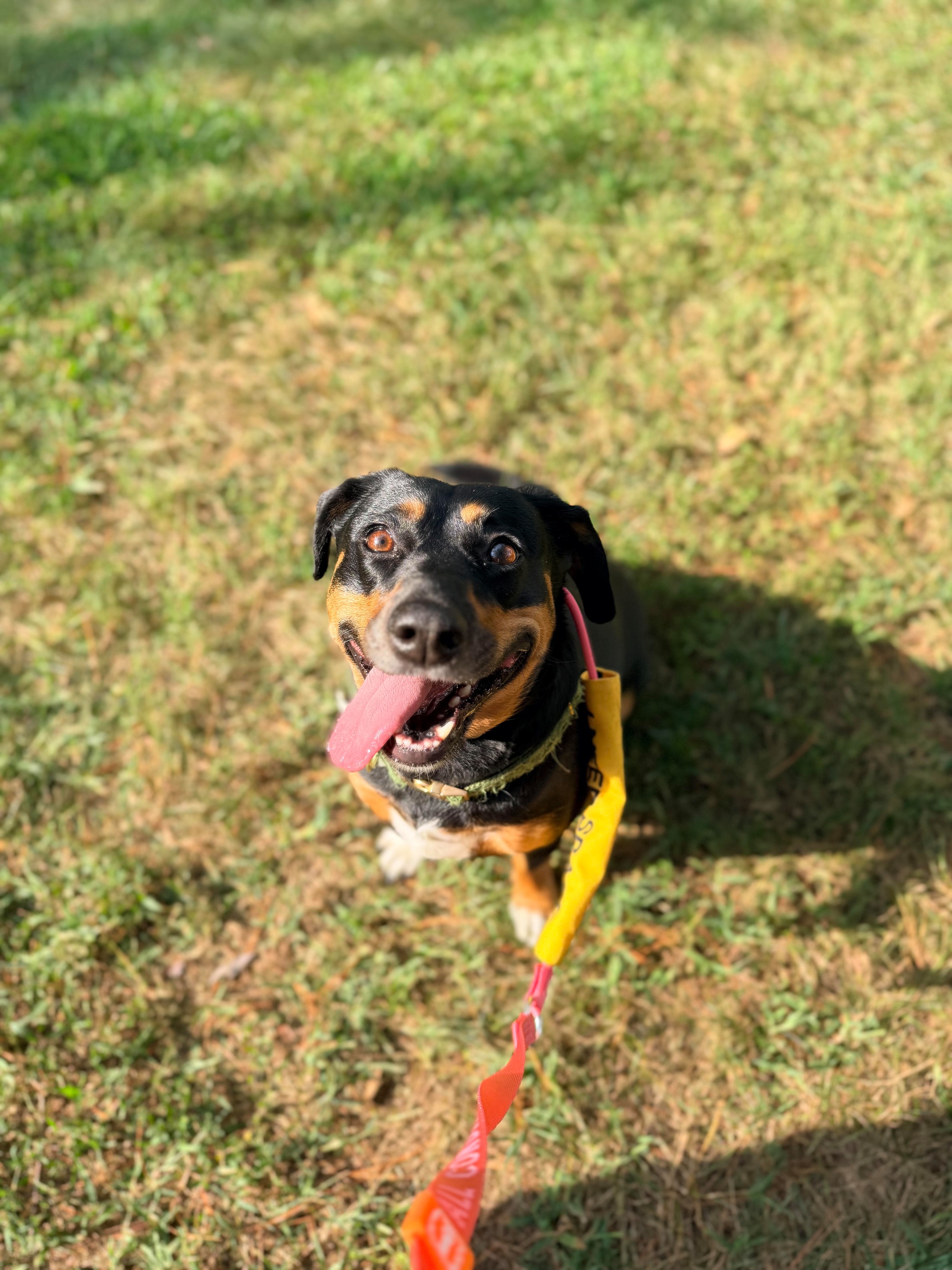 Reactivity training with cattle dog mix 
