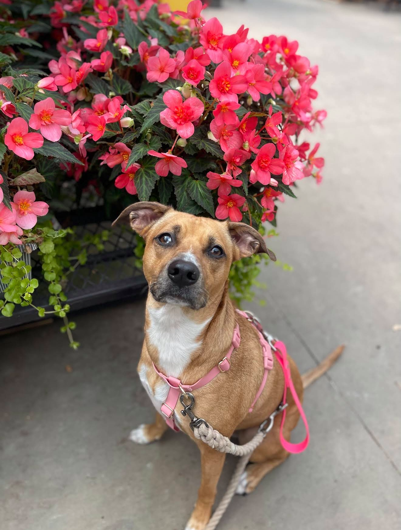 Reactivity dog training with a leopard catahoula mix Greensboro, NC
