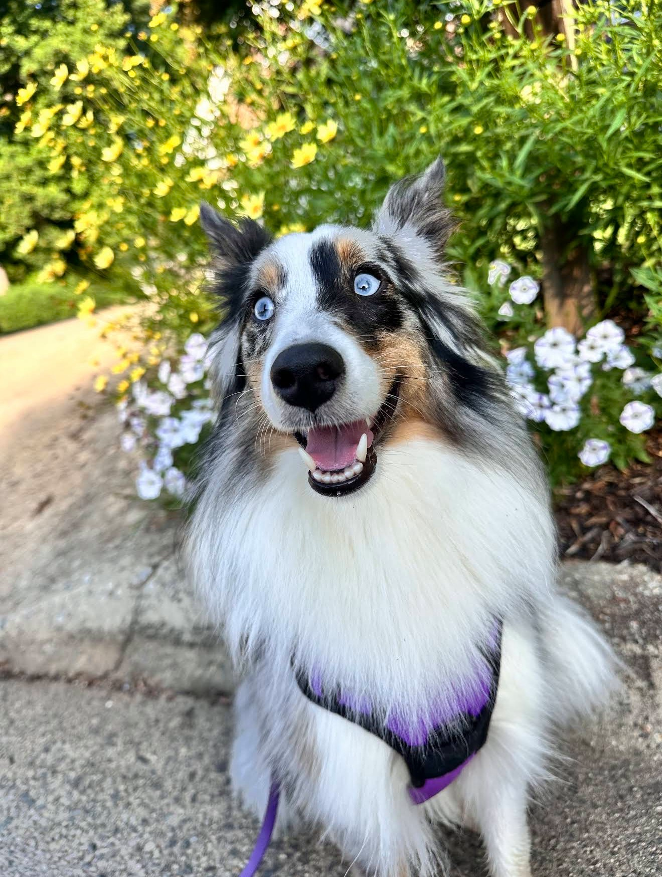 Sheltie dog dog training reactivity Greensboro, NC