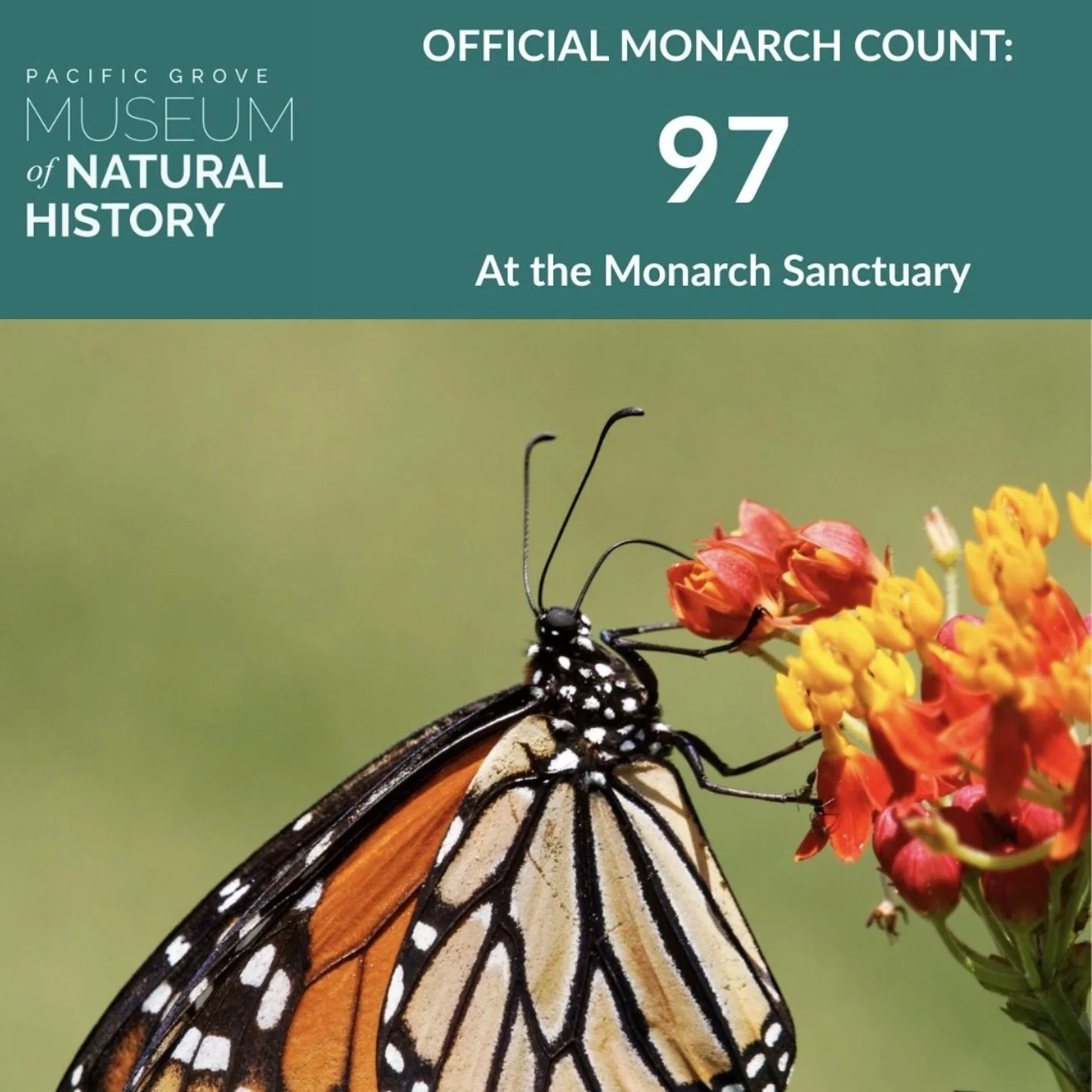 Pacific Grove Monarchs: Plant Nectar, Skip Pesticides — PG Progressives