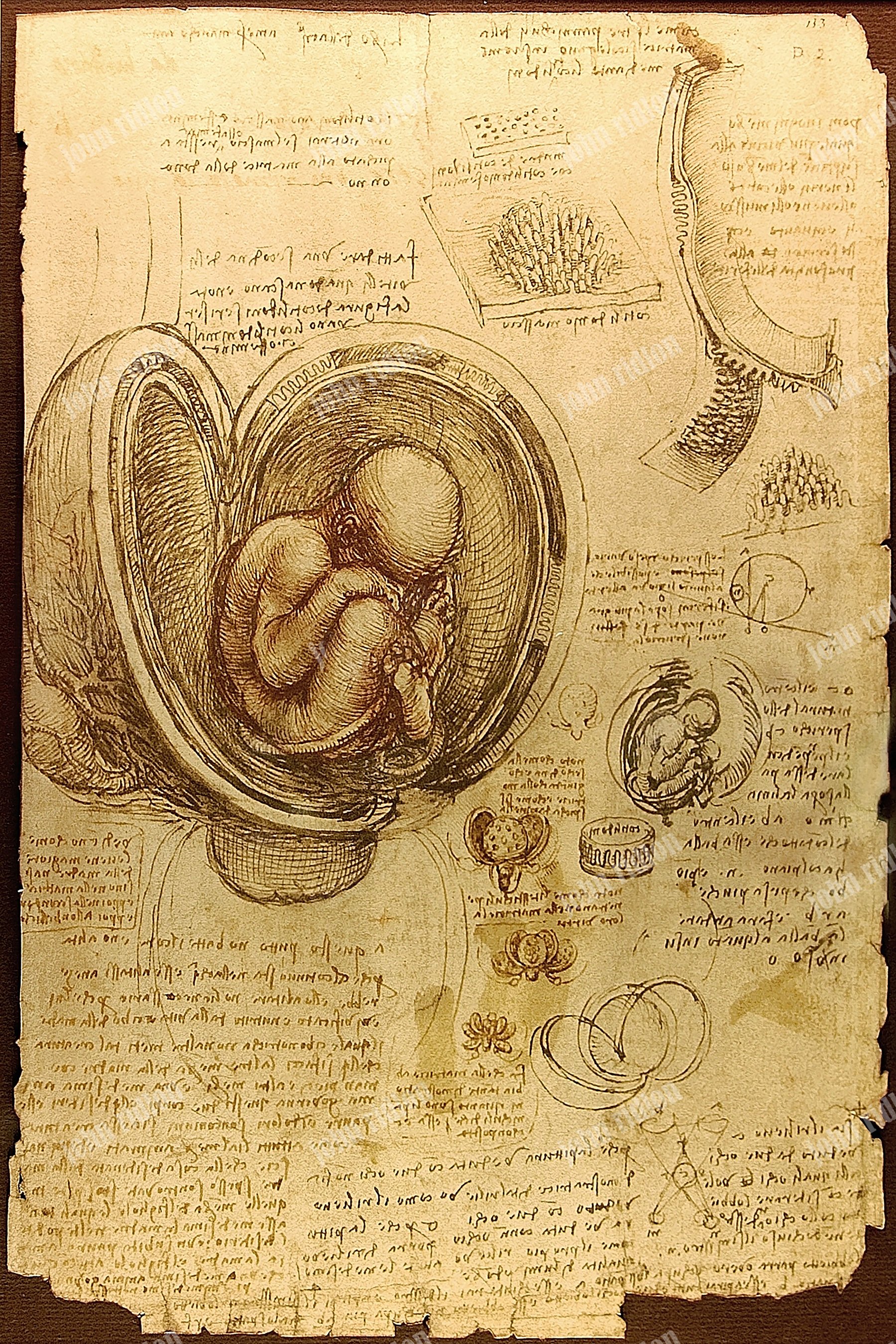 Studies of Embryos 17mb.jpg