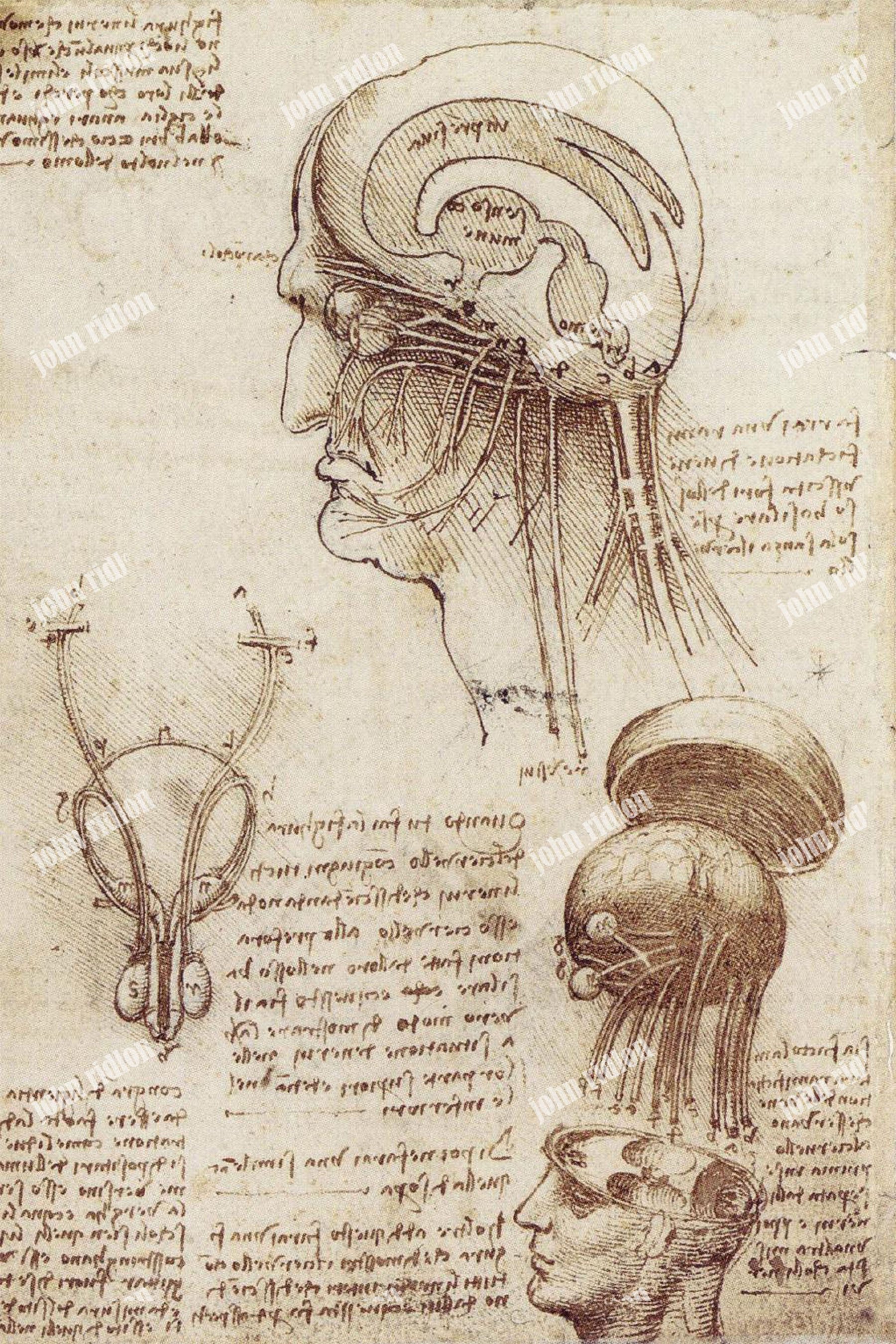 Brain Physiology 17mb.jpg