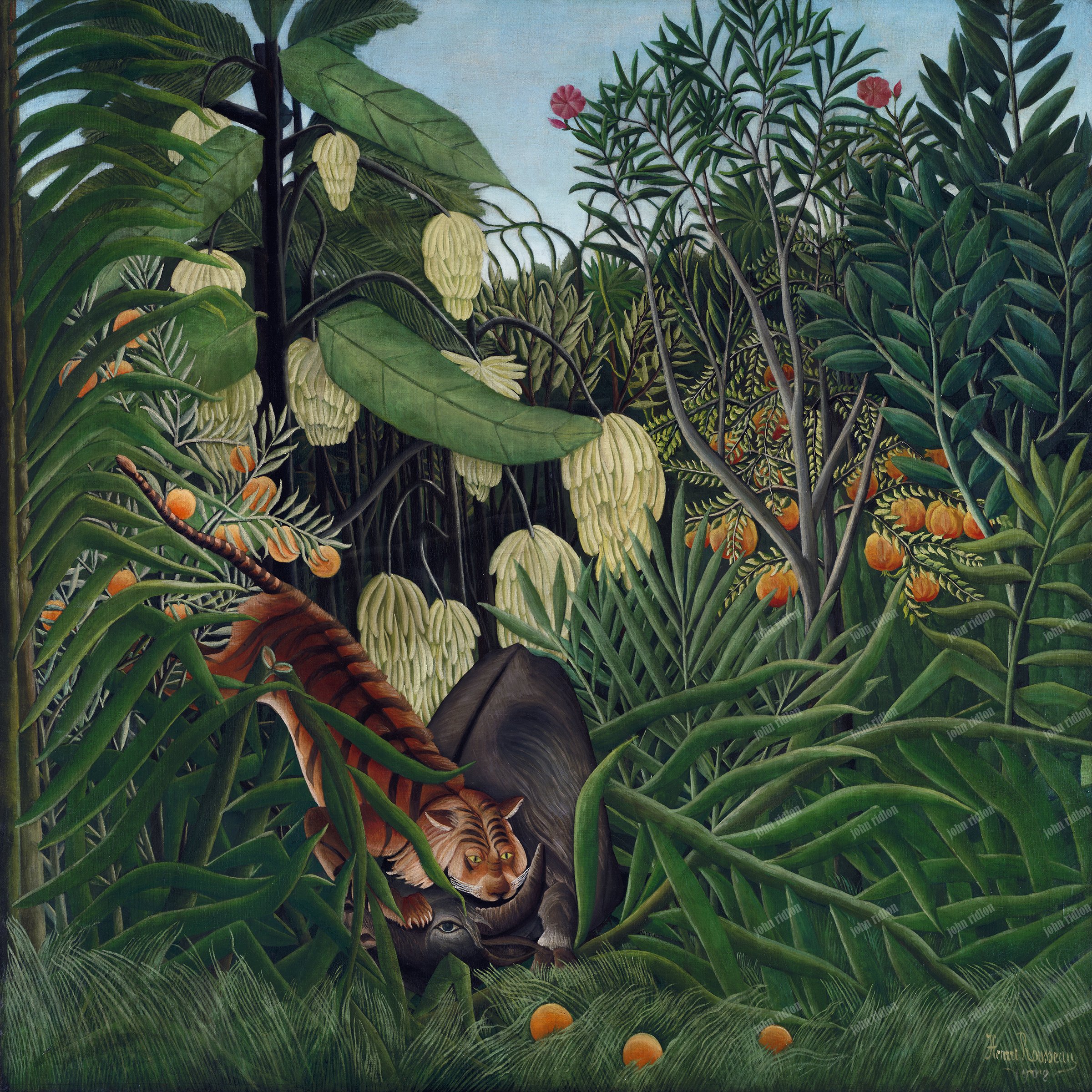 Fight between a Tiger and a Buffalo (1908) 17mb.jpg