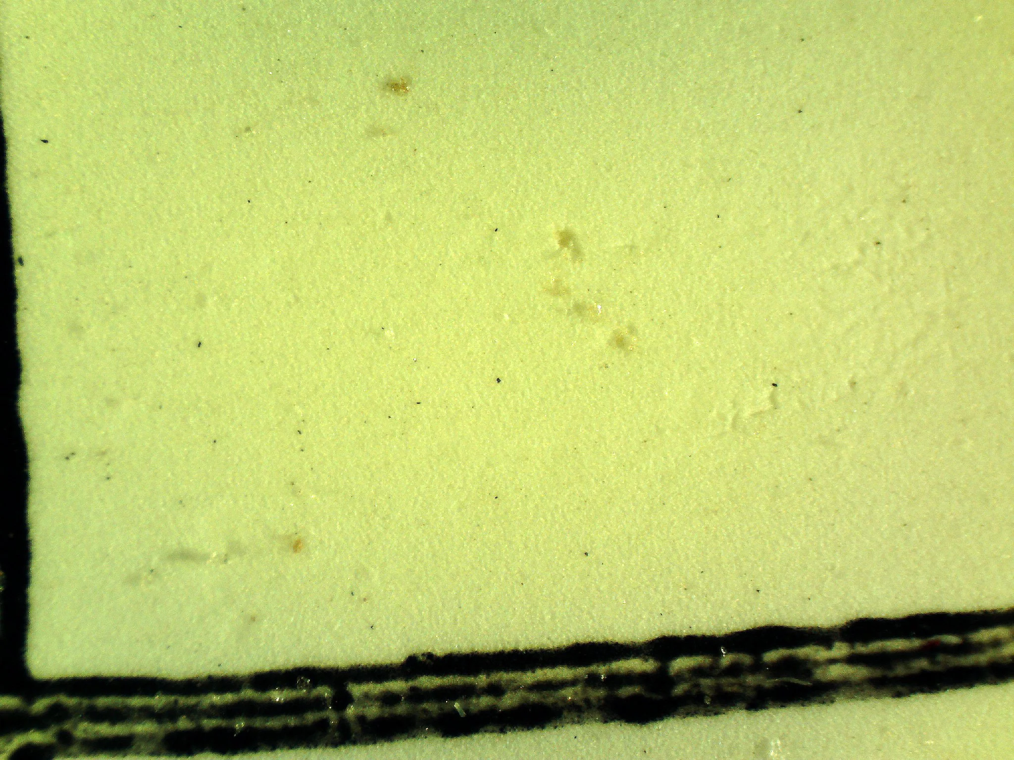 membran hartsia öljyssä