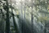 Stranger In The Woods