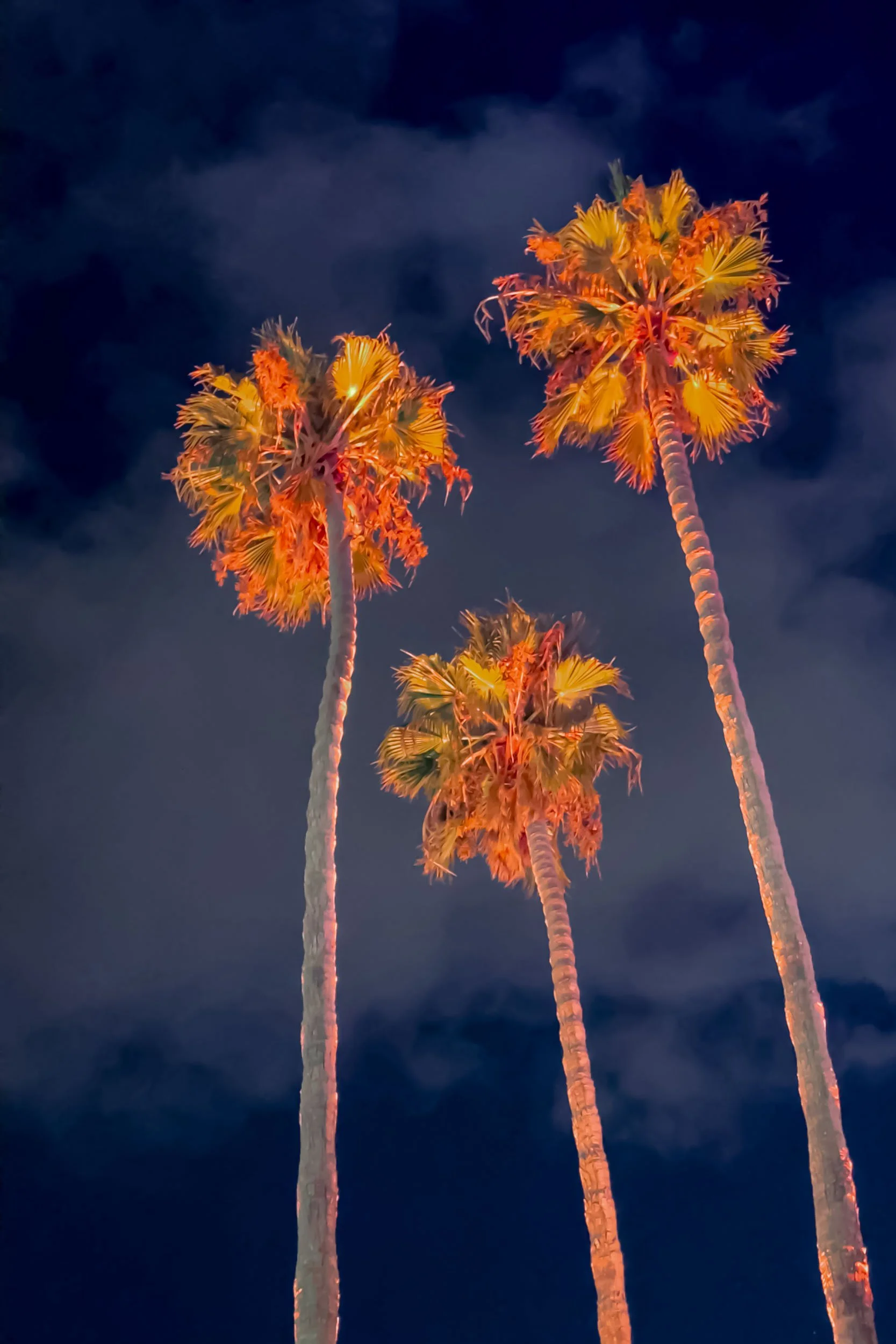 Neon trees art photo pix photography wall art