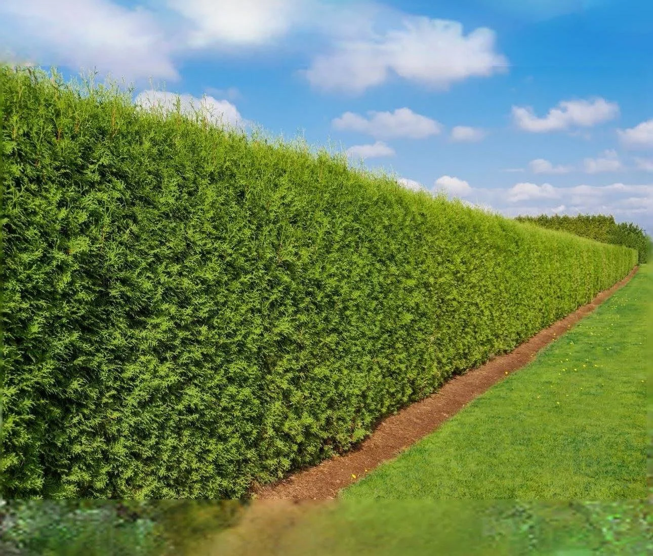 WhatsApp Image 2024-07-05 at 9.57.30 PM.jpeg