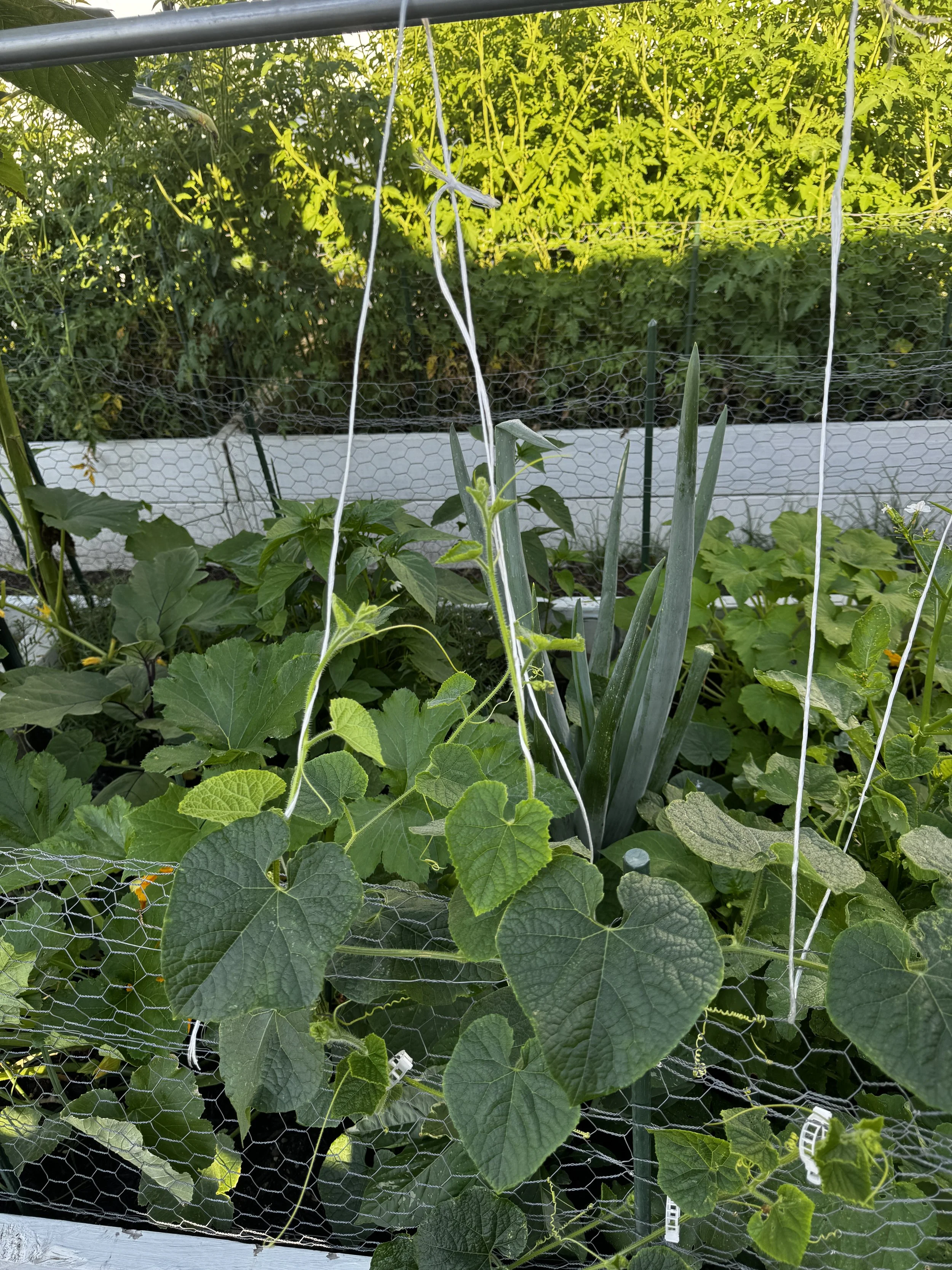 IMG_5755.jpeg (Copy)