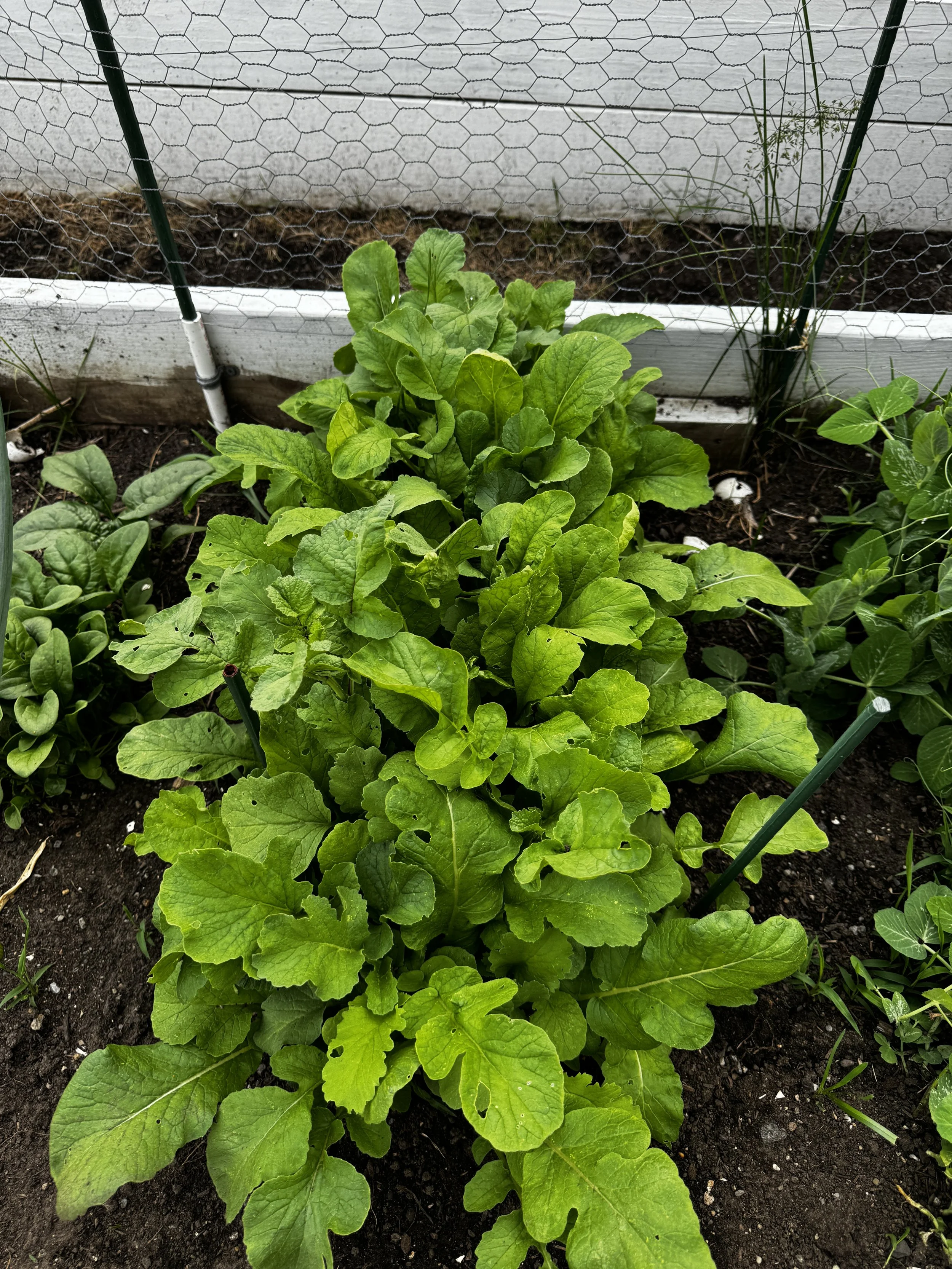 IMG_4440.jpeg (Copy)