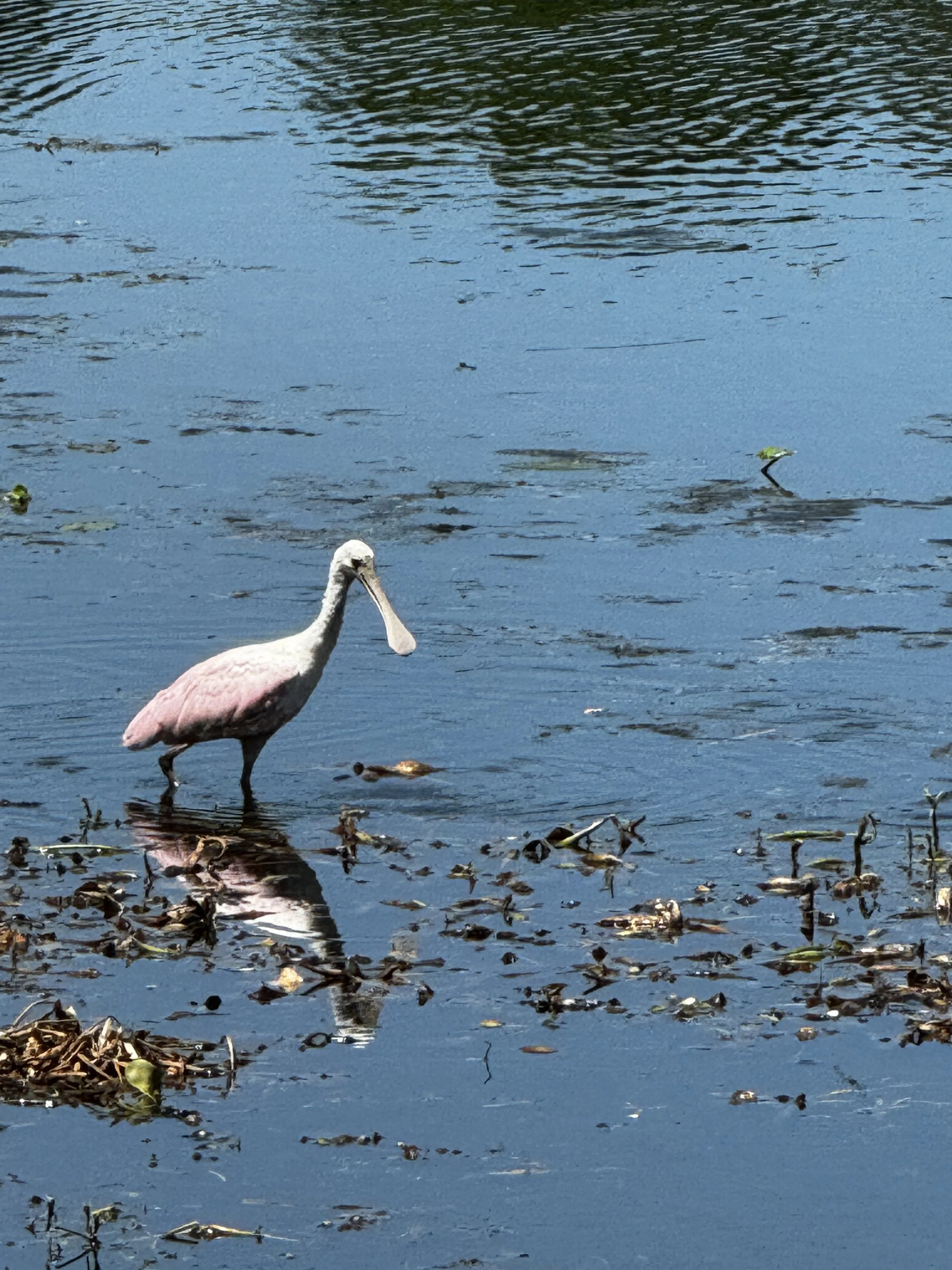 IMG_3494.jpeg (Copy)