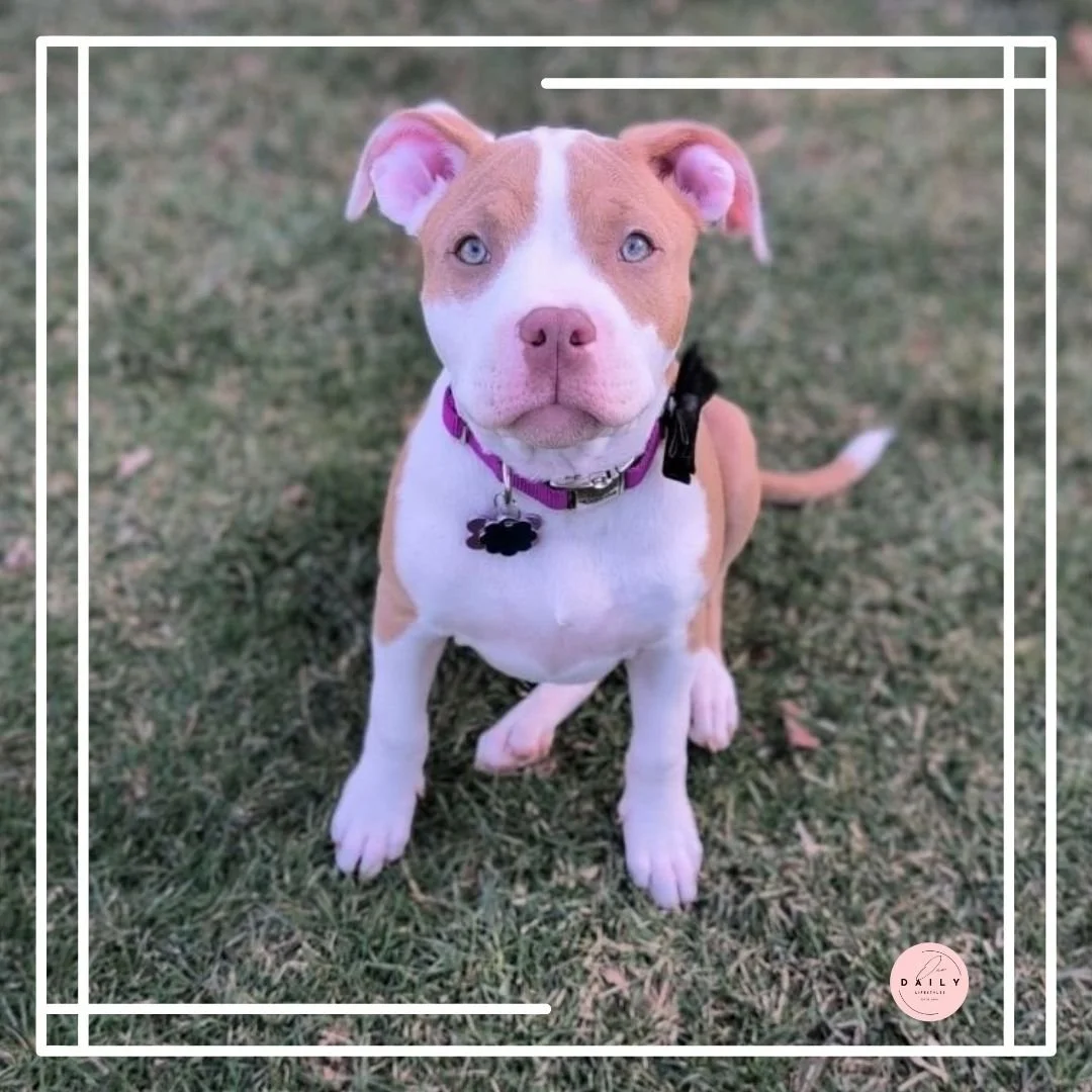 Welcome Home, Jasmine: Life with Puppy Number Three