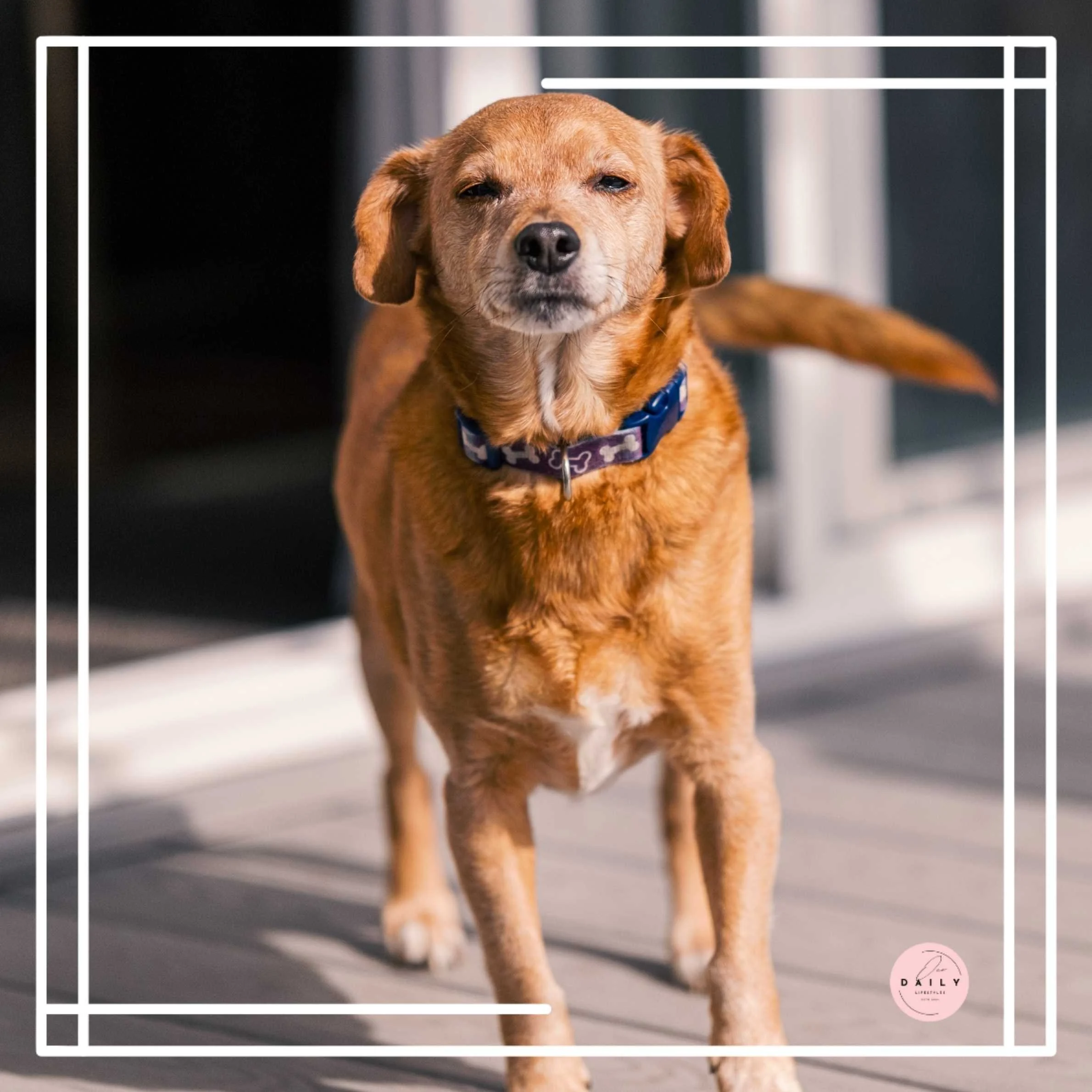 Losing a Dog to Mast Cell Cancer: Our Story of Love, Loyalty, and Goodbye
