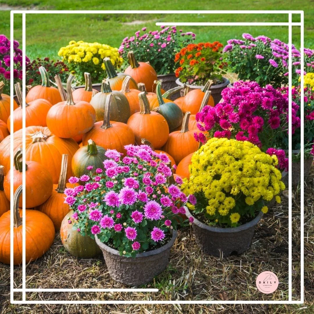 How to Decorate with Mums for a Gorgeous Fall